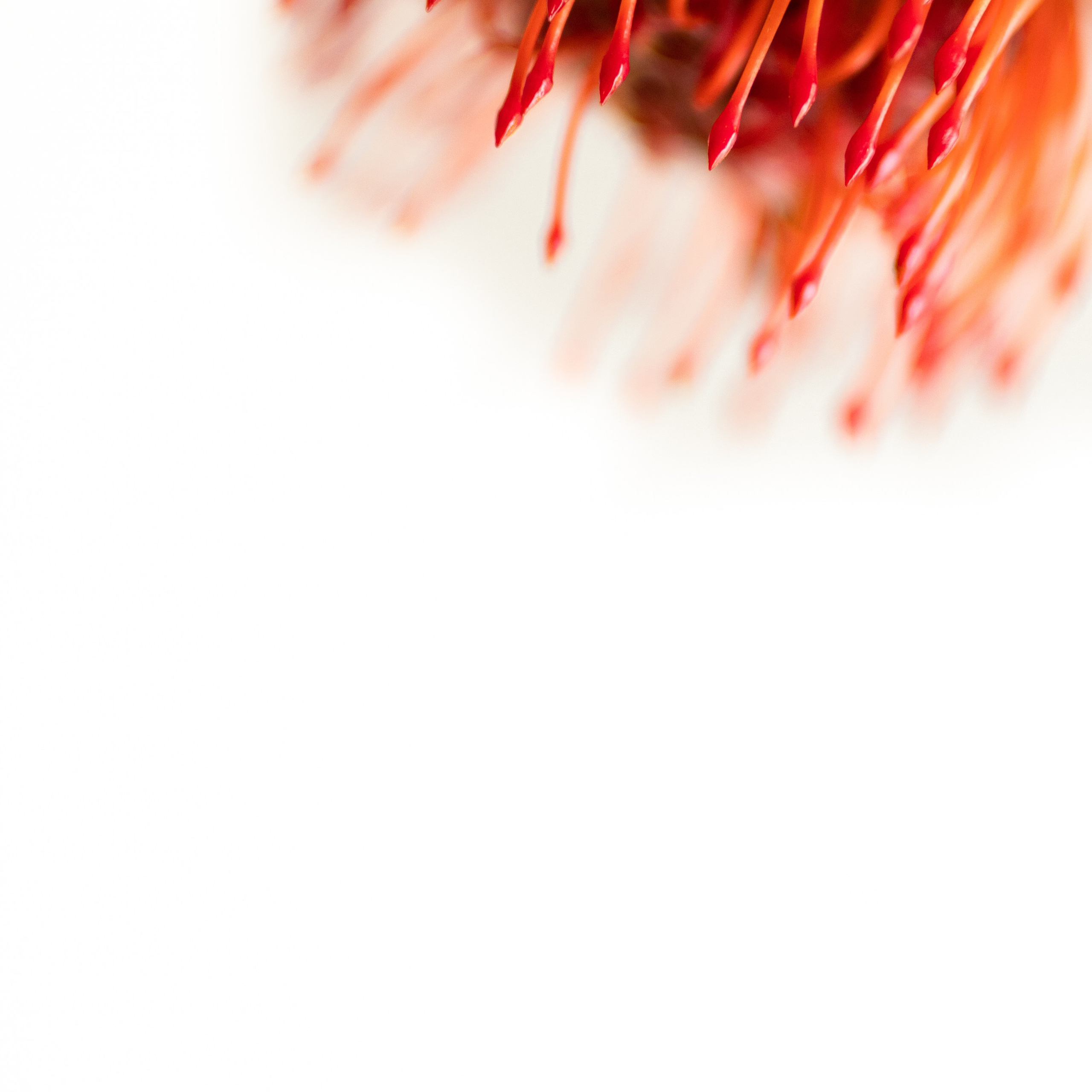 Протея Нутан обои на белом фоне