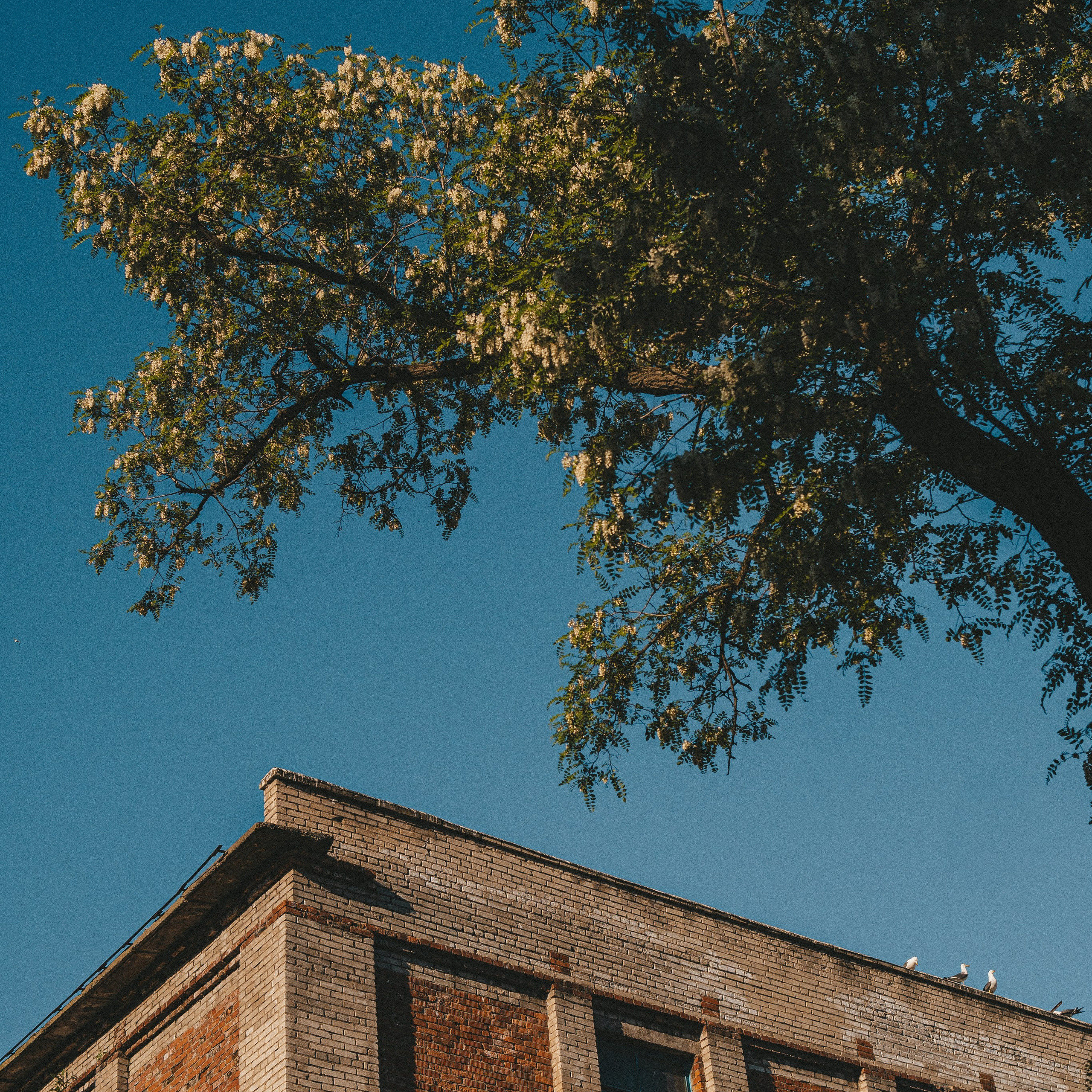 Чайка в небе над акацией street wallpaper