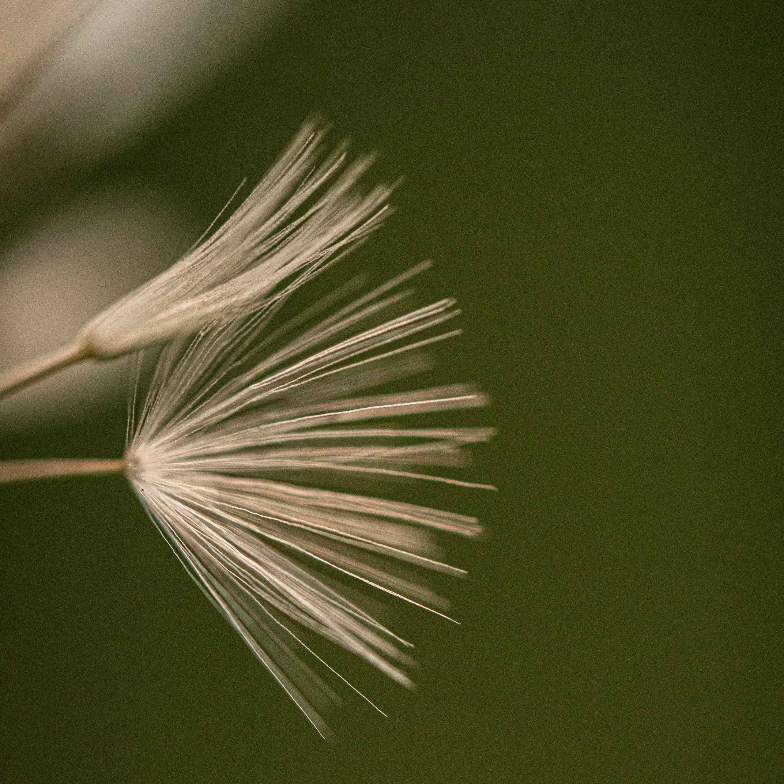 пушинка одуванчика макро