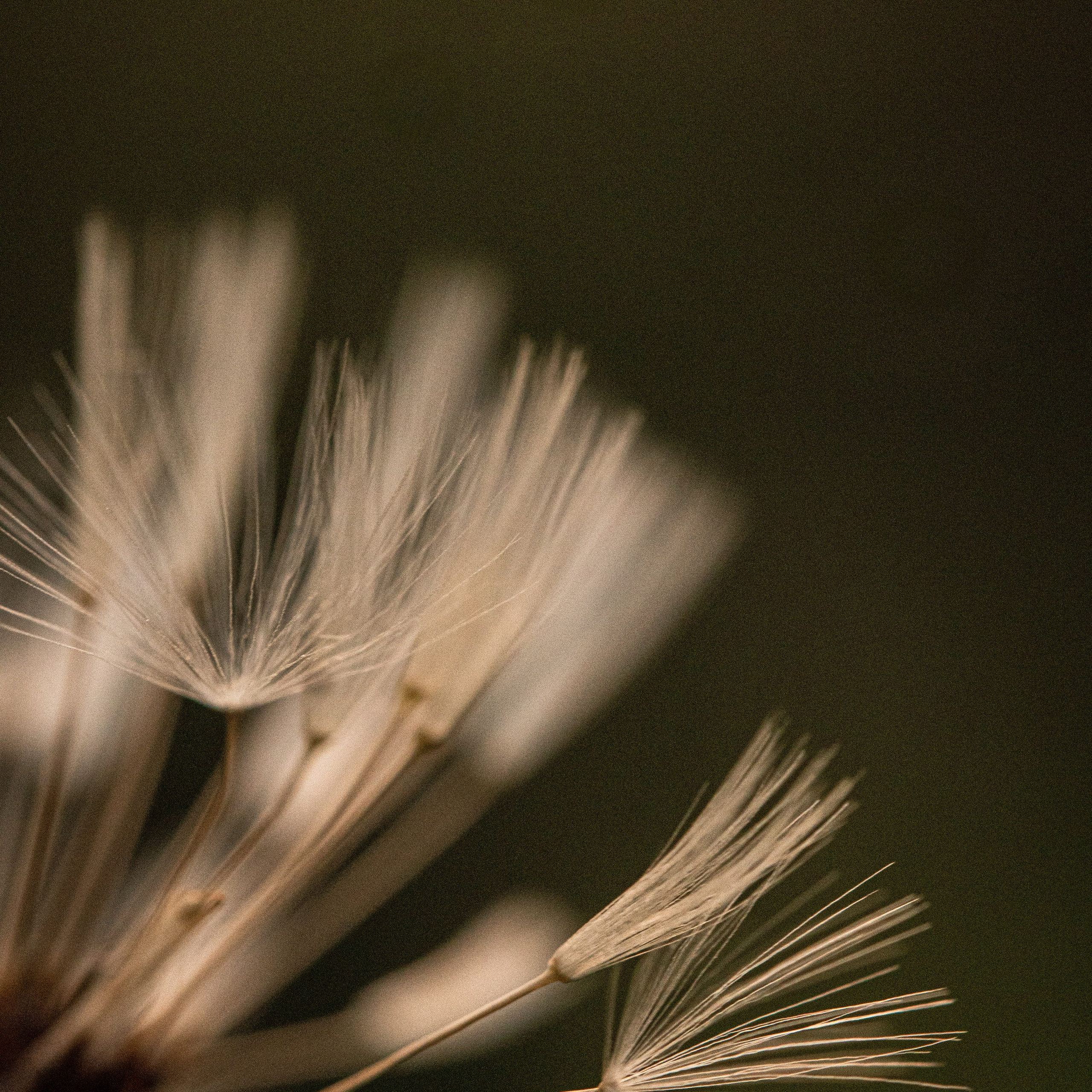 dandelion fluff macro