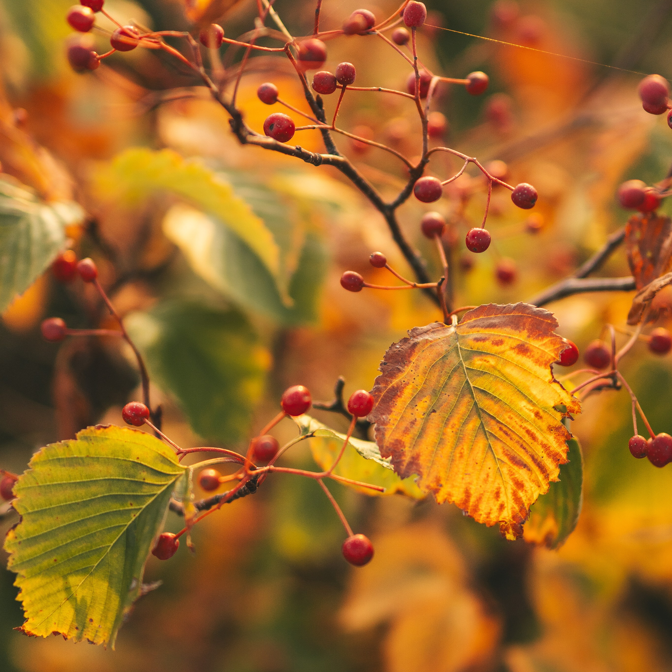 осенние листья и ягоды фотография