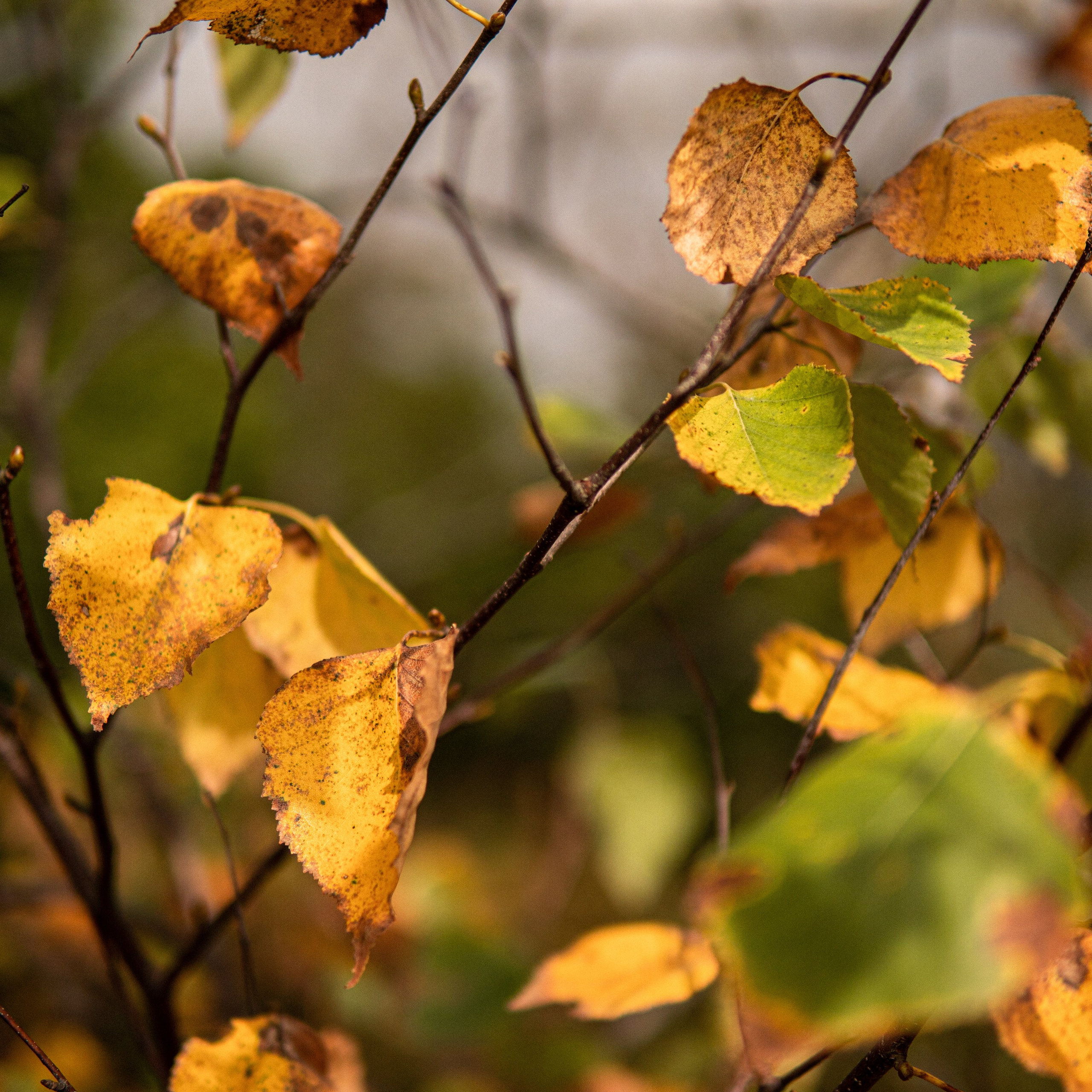 осенние березовые желтые и зеленые листья autumn walpapper