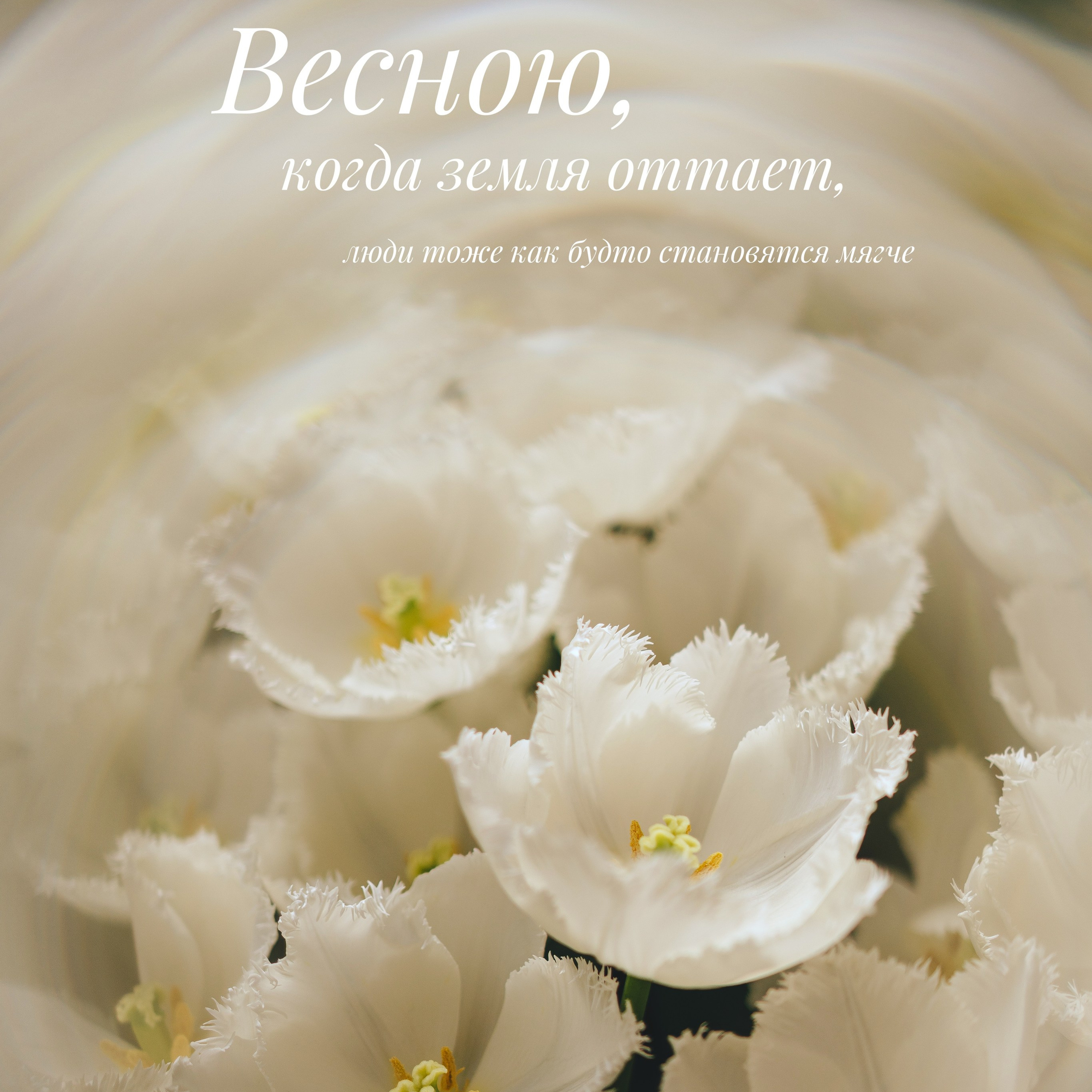 Белые тюльпаны и цитата про весну