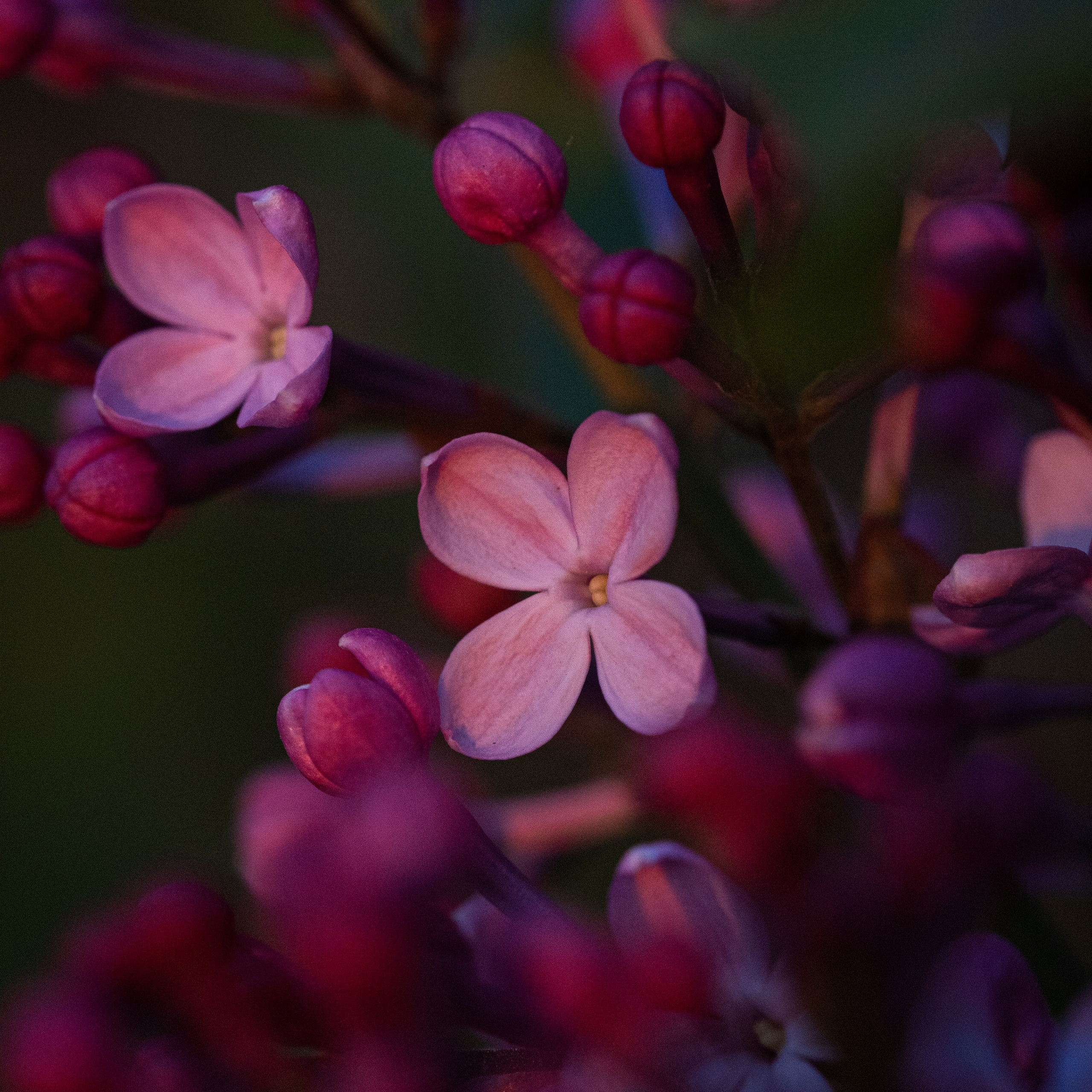 Цветы сирени средний план в закатном солнце