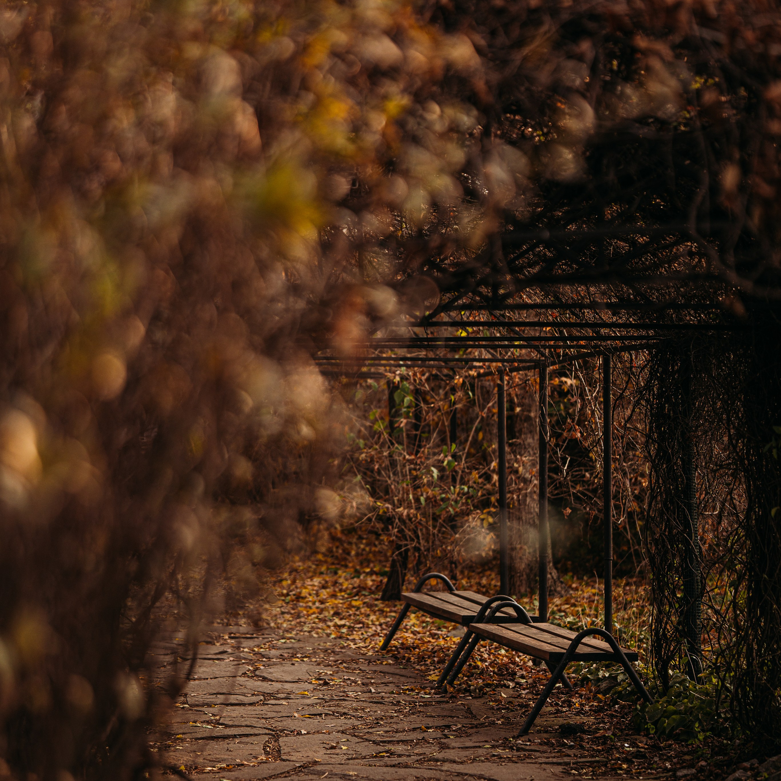 Осенний пейзаж, пустые лавочки в арке из сухих листьев