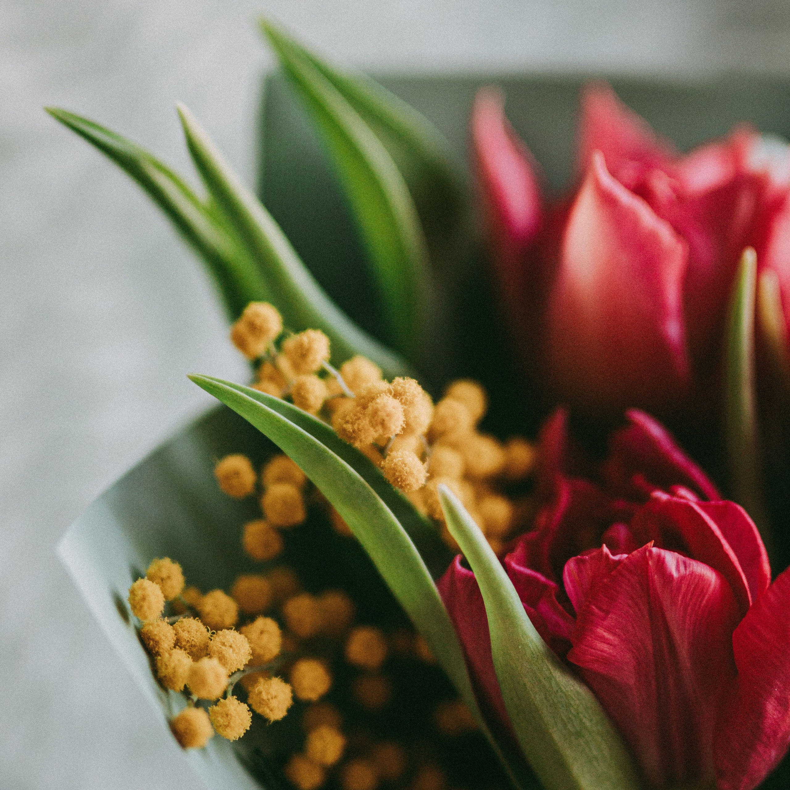 открытка с тюльпанами