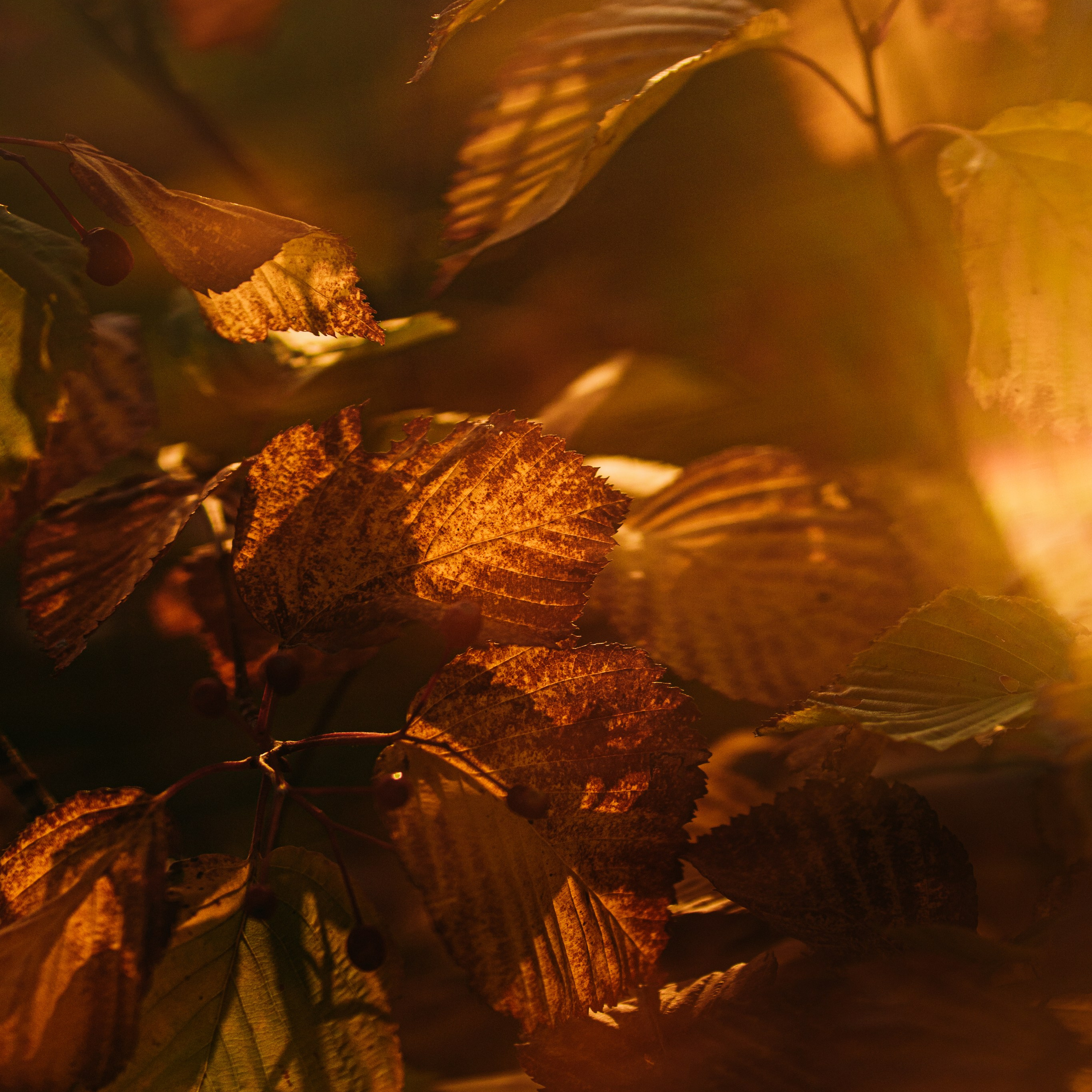 фотография осенних листьев в дымке