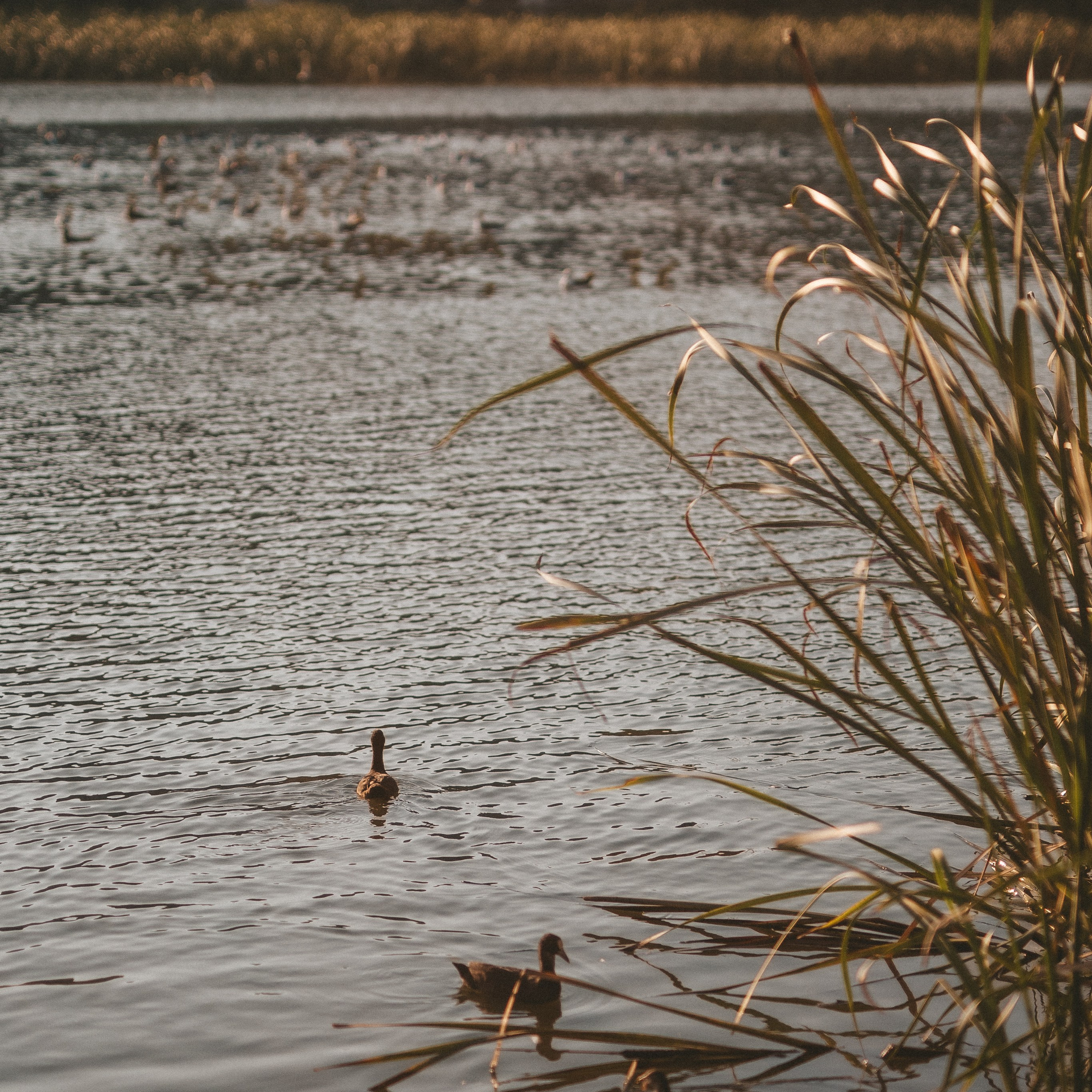 озеро Торфянка на Патрокле