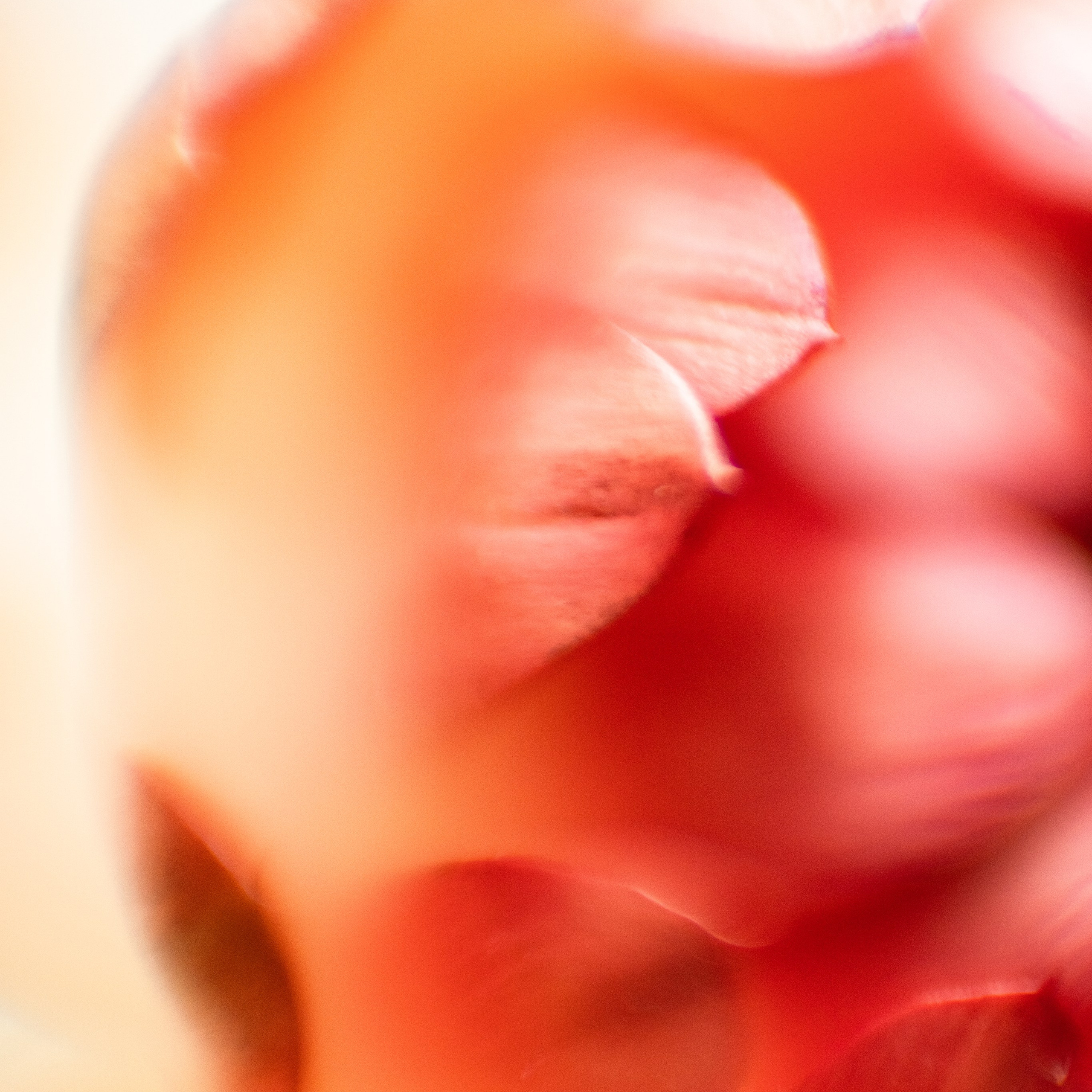 wallpaper for spring mood