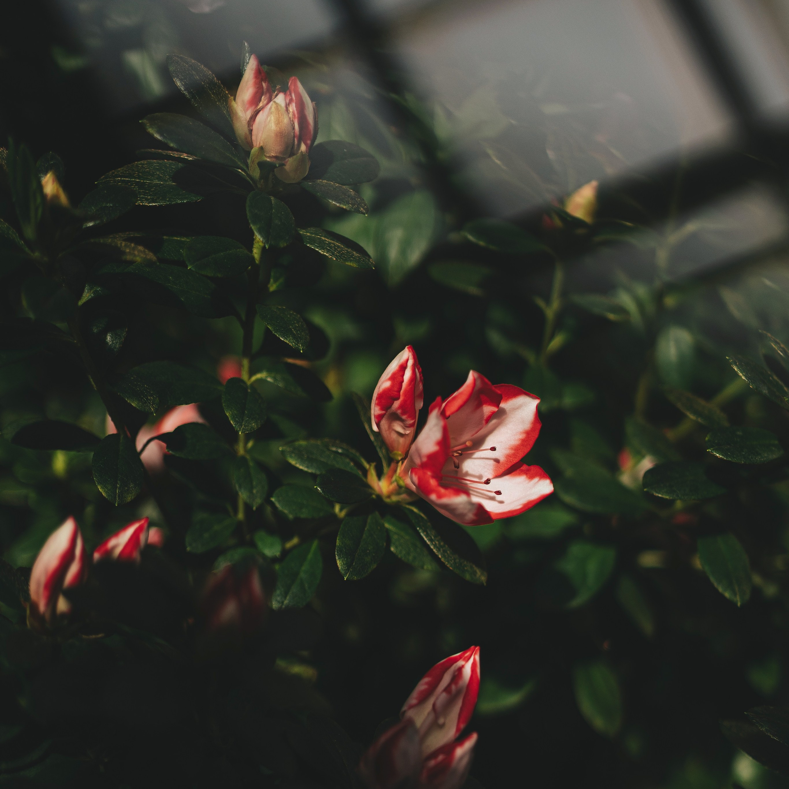 Весеннее настроение. Портретный и семейный фотограф во Владивостоке Светлана Мухильченко