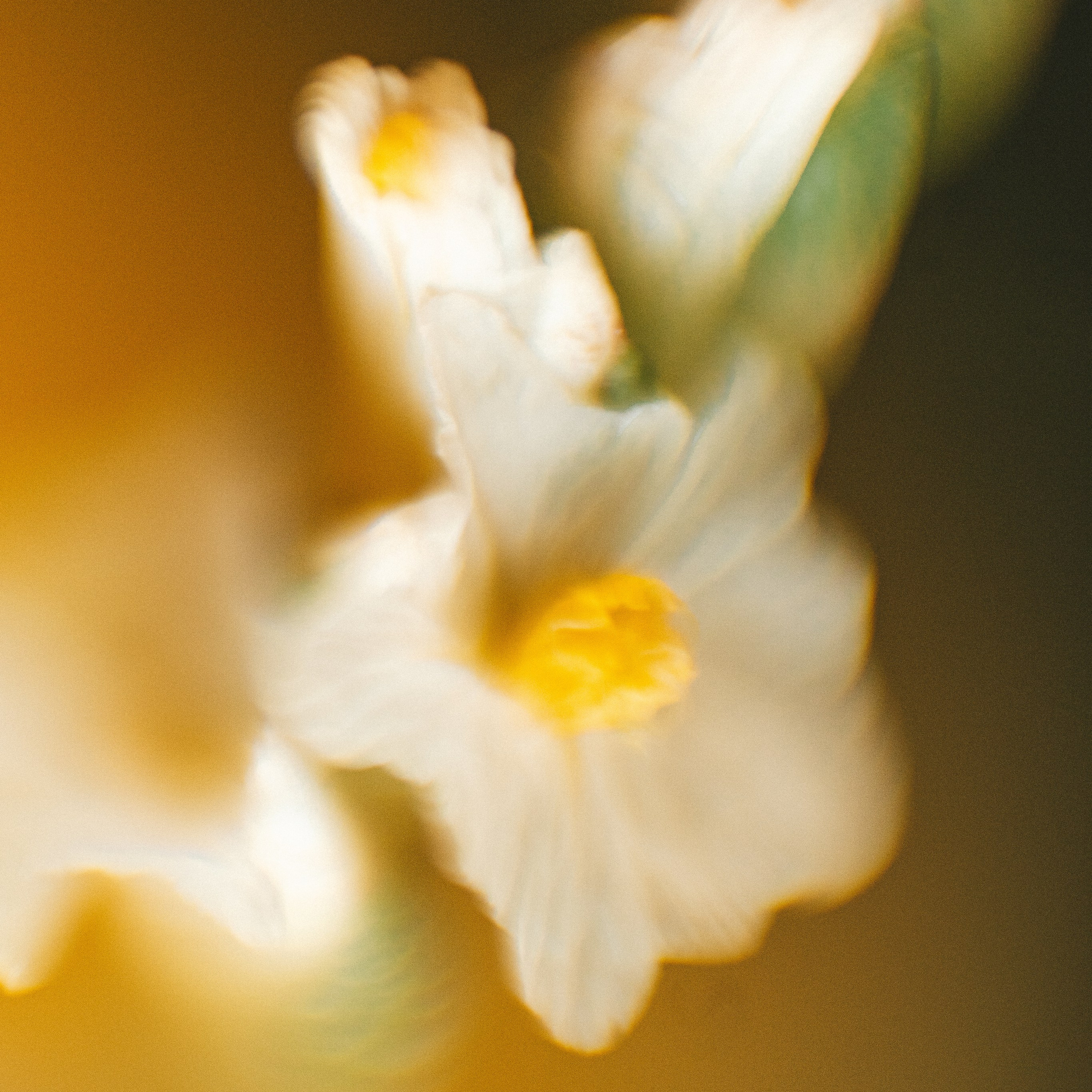 Обои для весеннего настроения. Портретный и семейный фотограф во Владивостоке Светлана Мухильченко