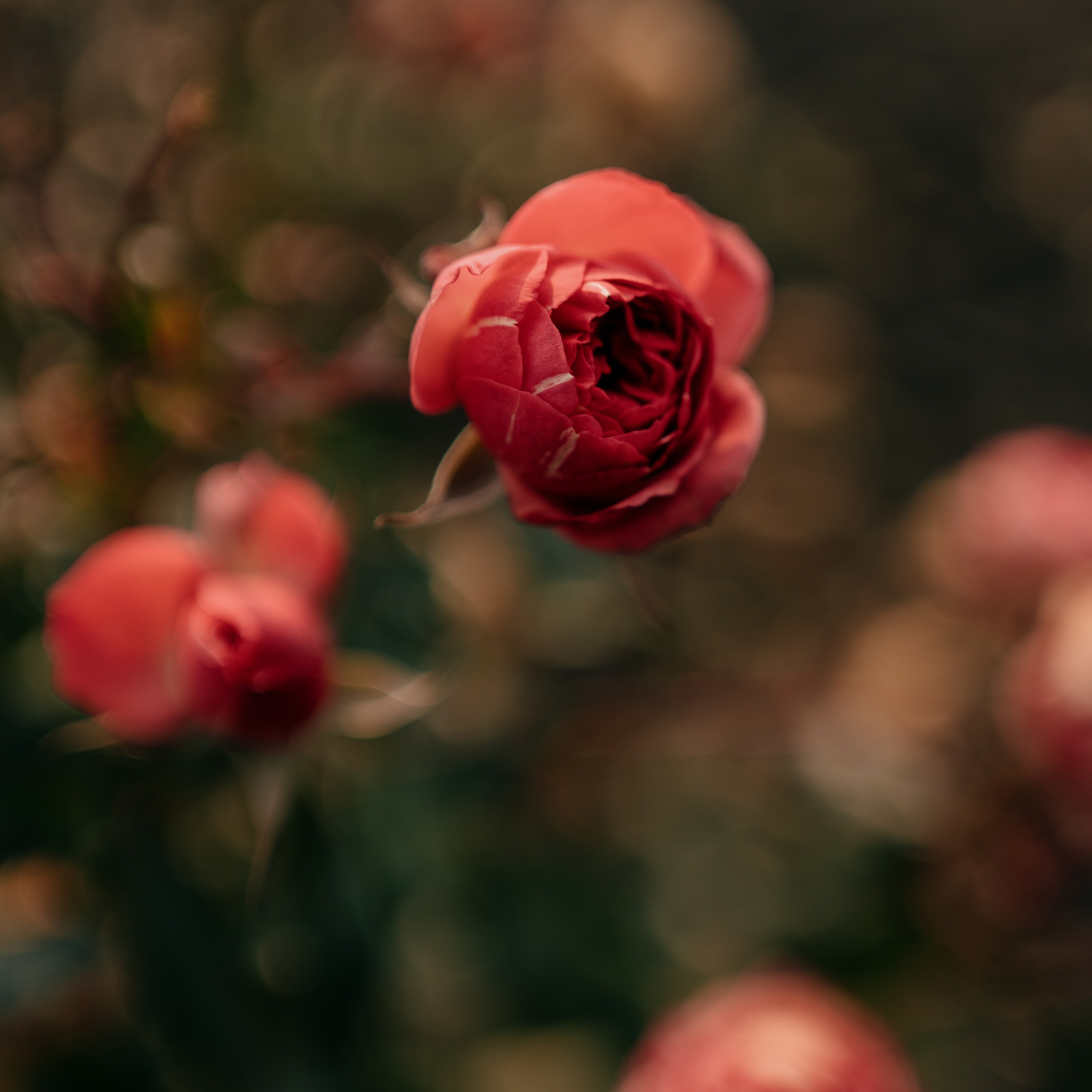 Фотография розы 