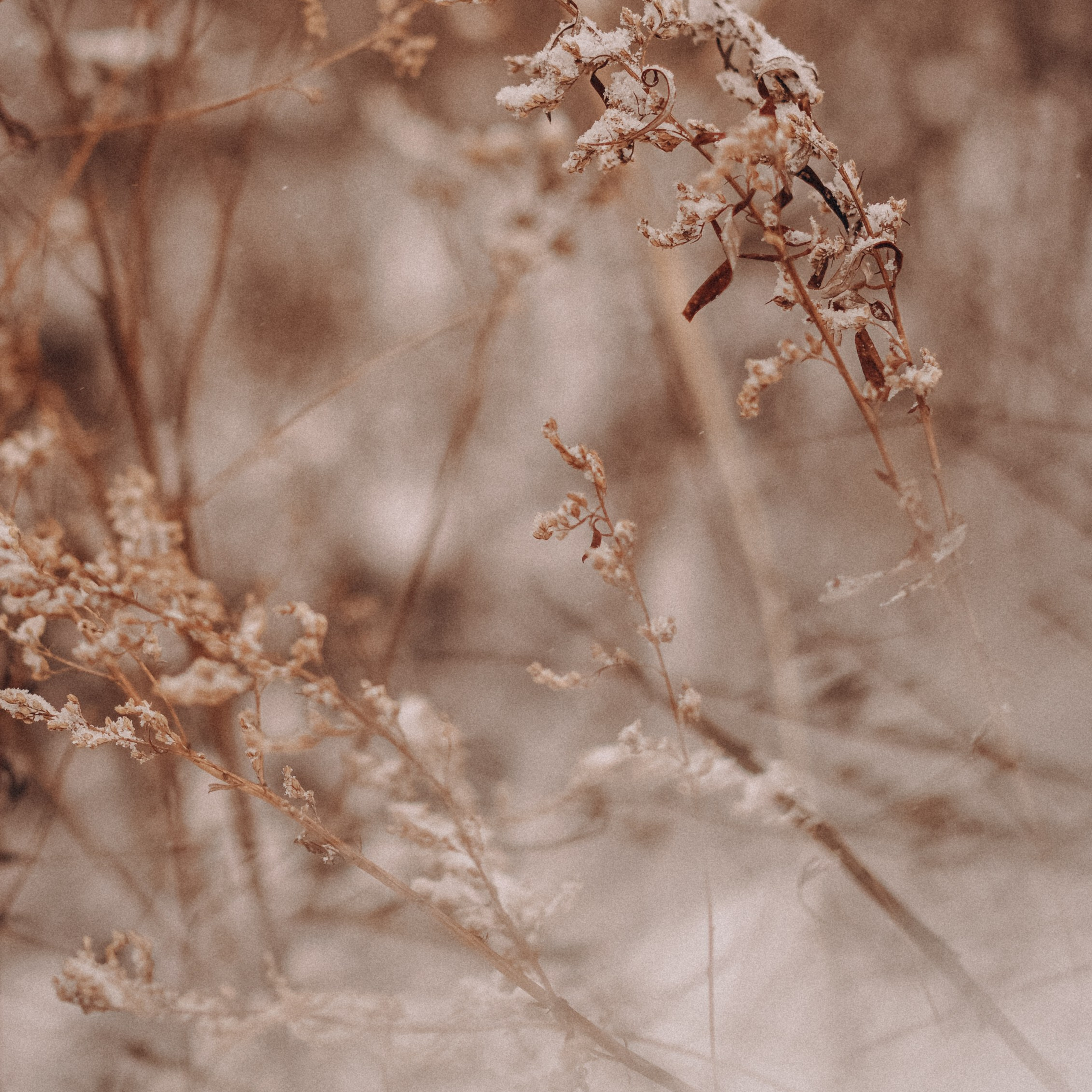 Снег. Картинки Владивосток. Портретный и семейный фотограф во Владивостоке Светлана Мухильченко