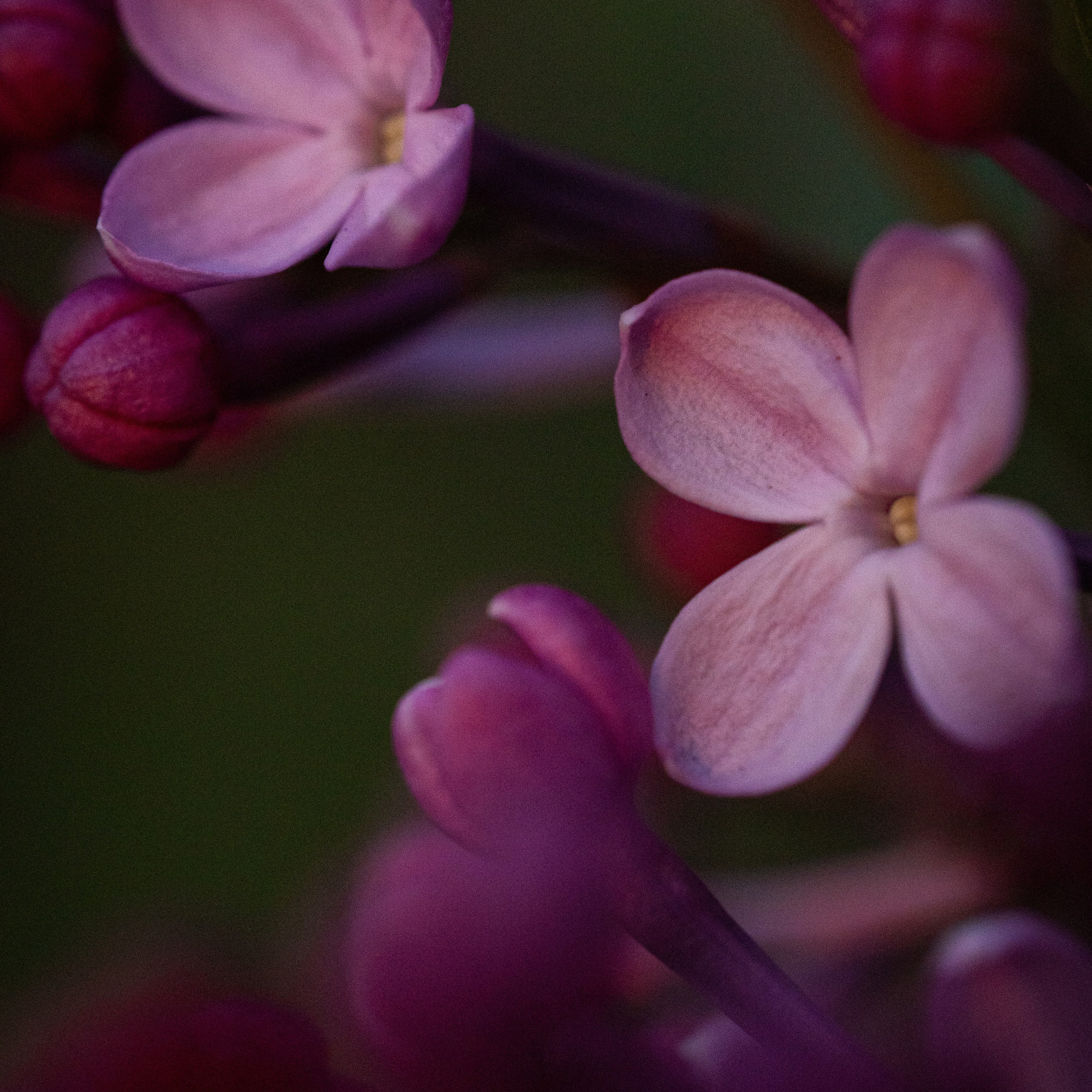 Макро цветы сирени