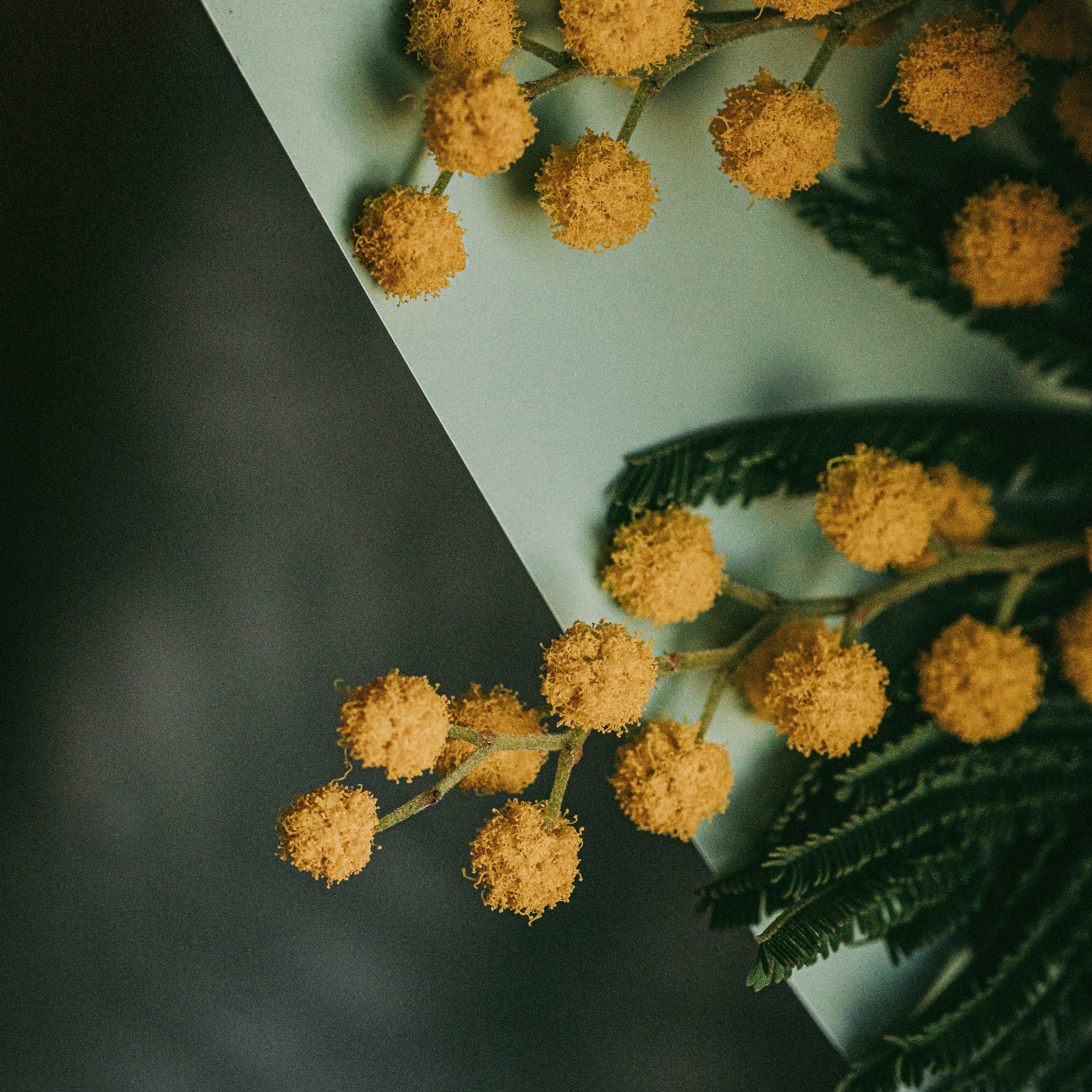 мимоза крупным планом