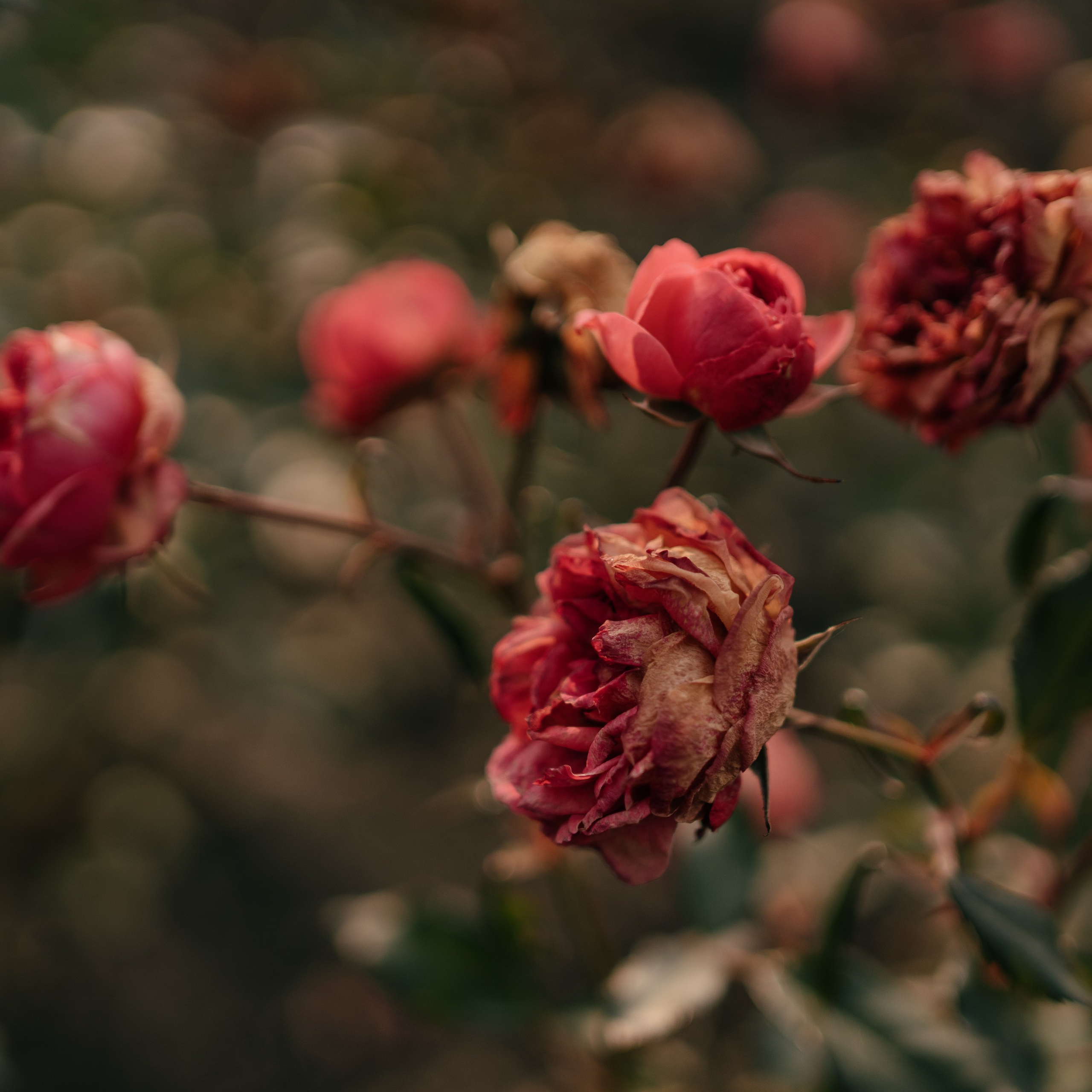 Фото увядающей розы