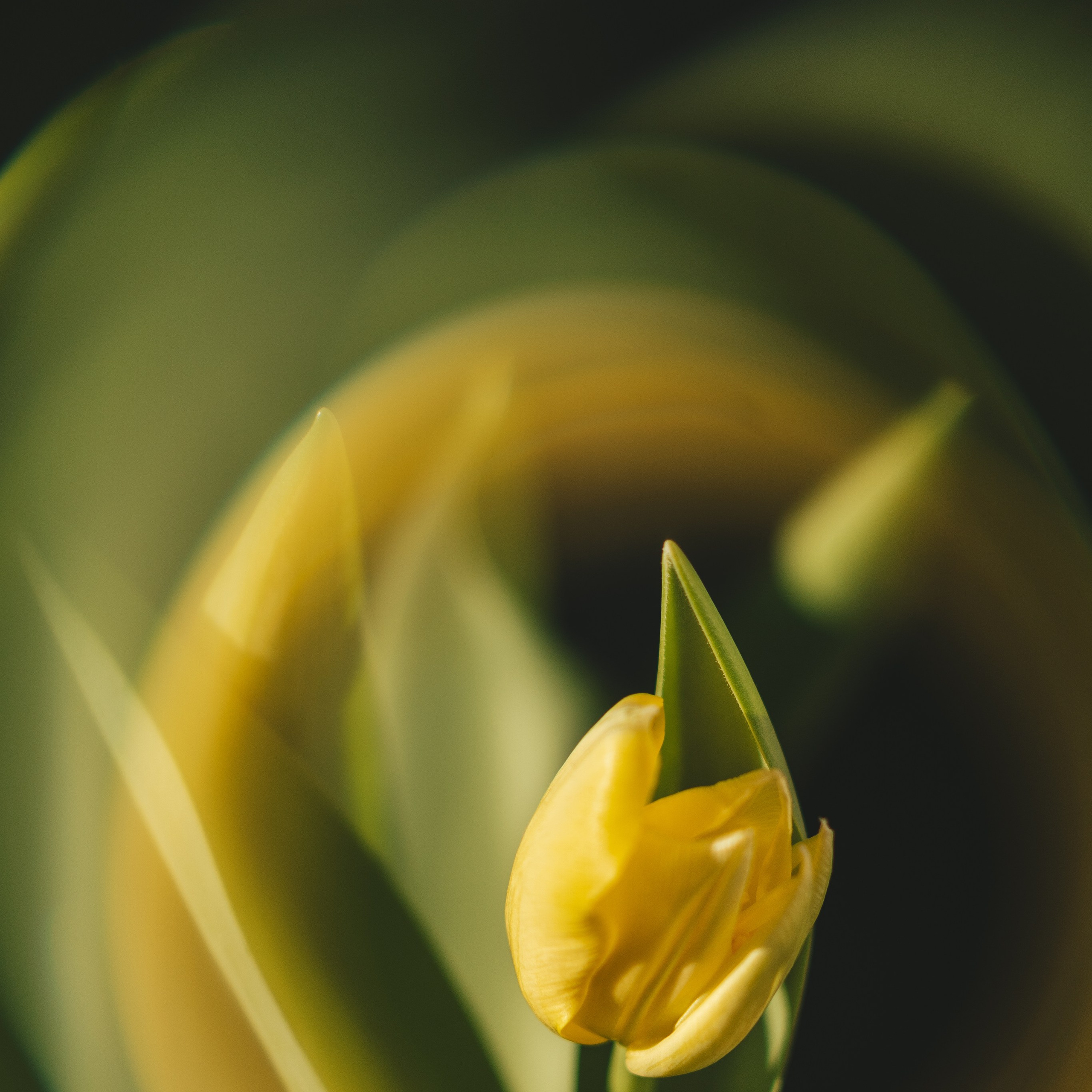 Цветы к 8 марта!. Портретный и семейный фотограф во Владивостоке Светлана Мухильченко