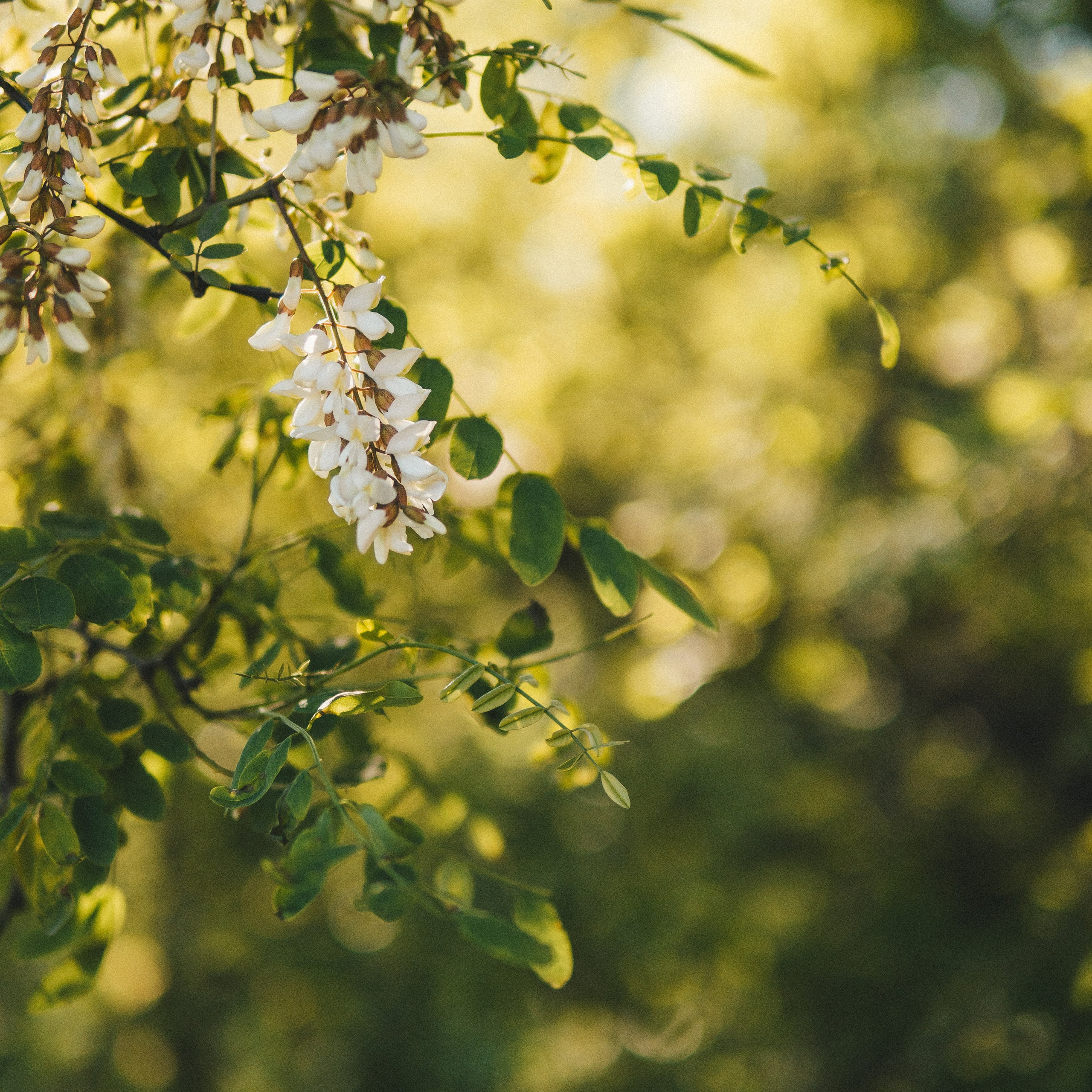 цветение акации