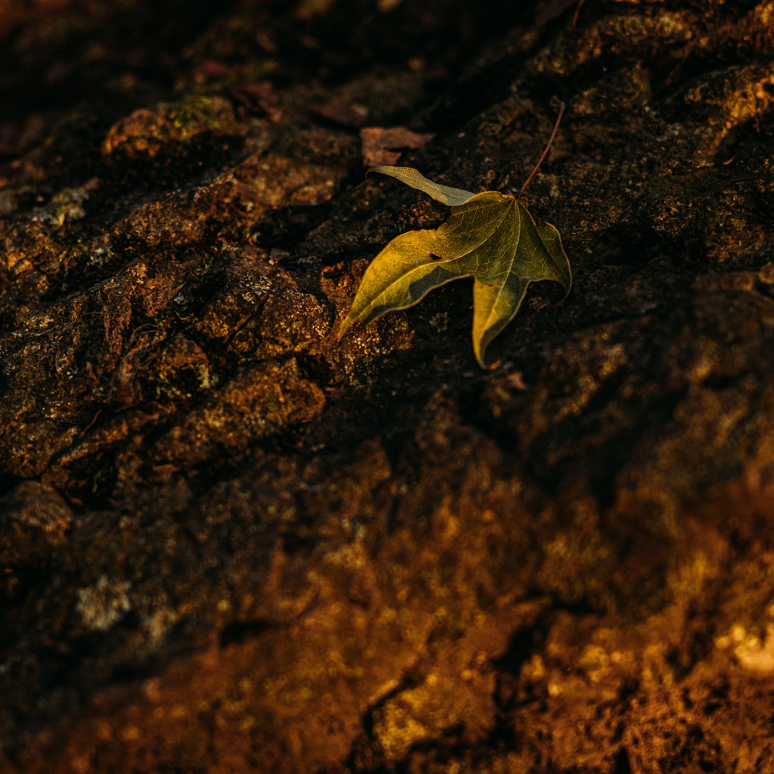 Осень картинки Владивосток. Портретный и семейный фотограф во Владивостоке Светлана Мухильченко