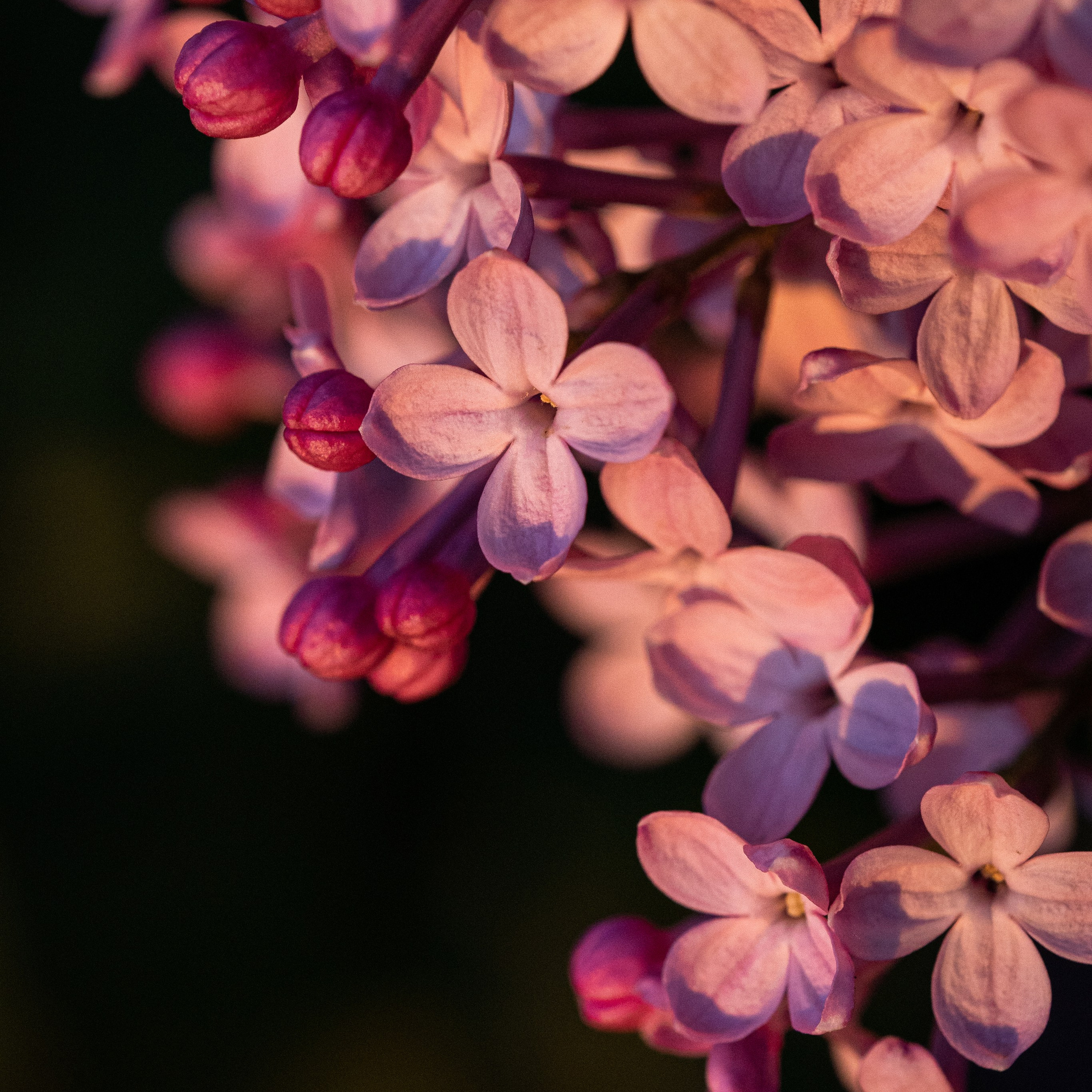 Куст сирени в закатном солнце