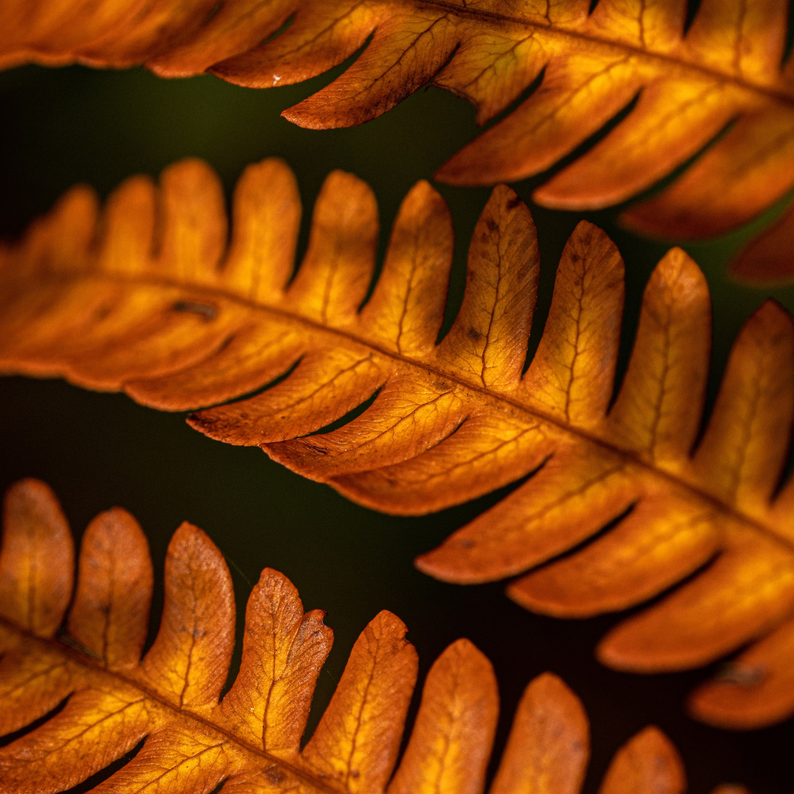 оранжевые листья папоротника крупным планом
