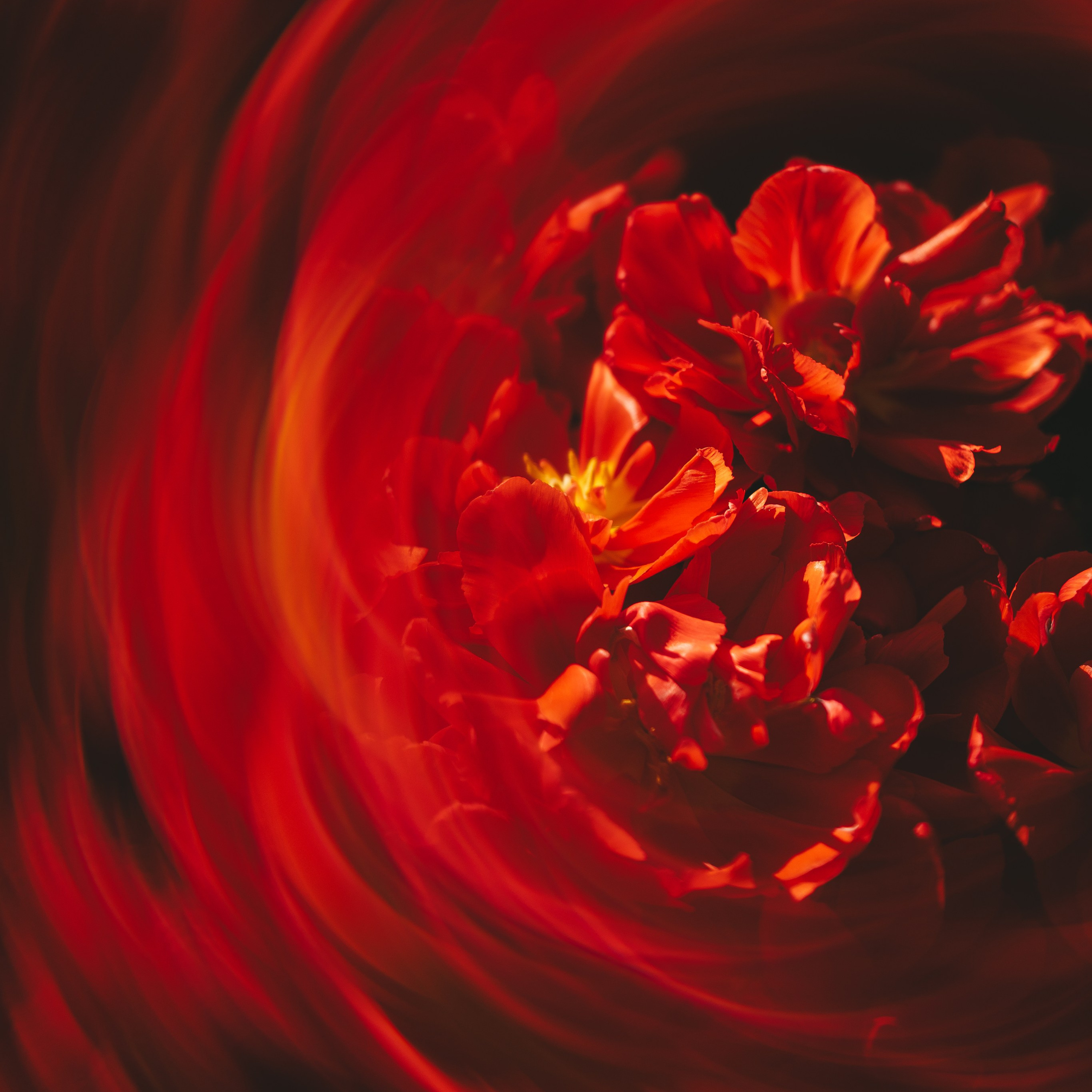 Цветы к 8 марта!. Портретный и семейный фотограф во Владивостоке Светлана Мухильченко