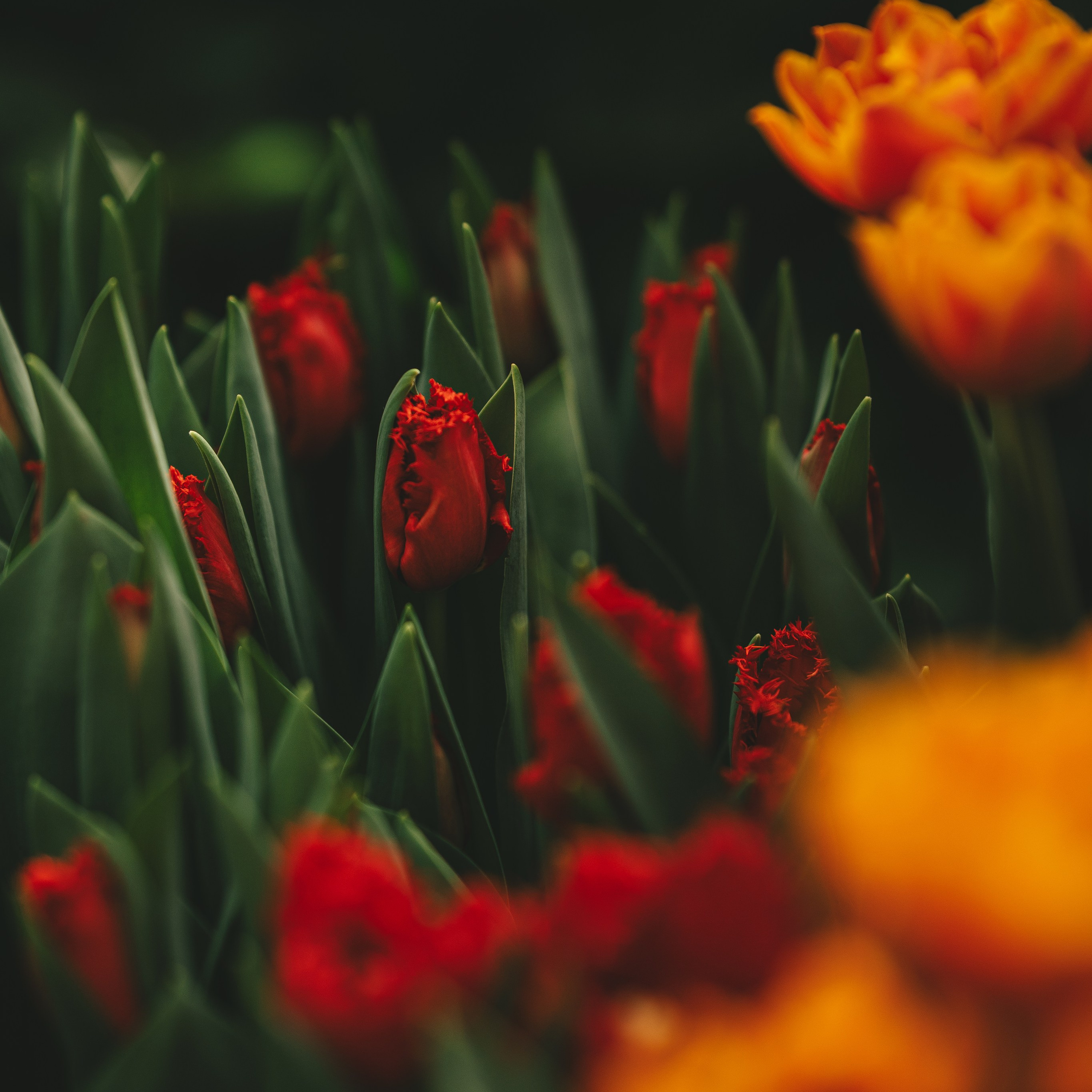 Цветы к 8 марта!. Портретный и семейный фотограф во Владивостоке Светлана Мухильченко