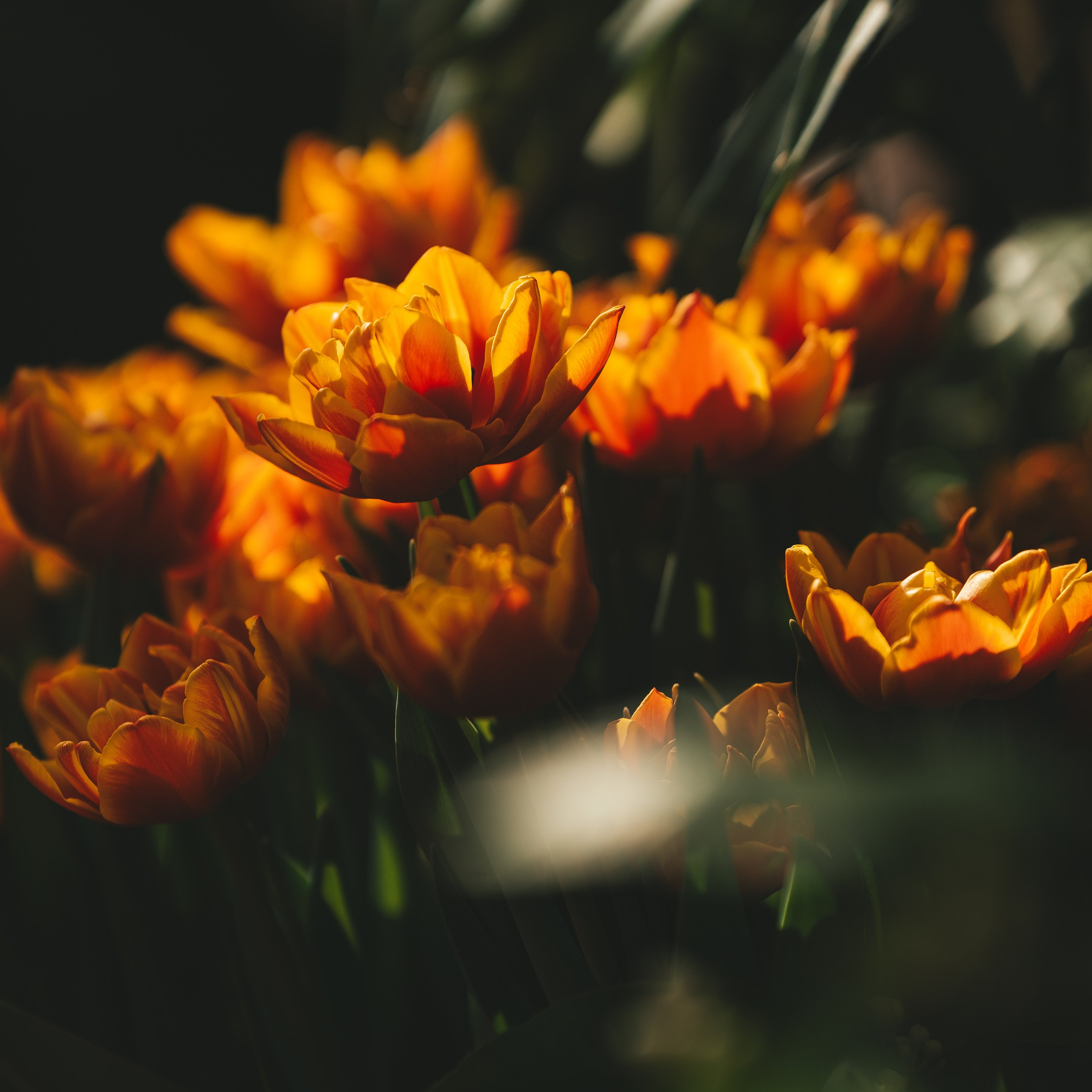 Цветы к 8 марта!. Портретный и семейный фотограф во Владивостоке Светлана Мухильченко