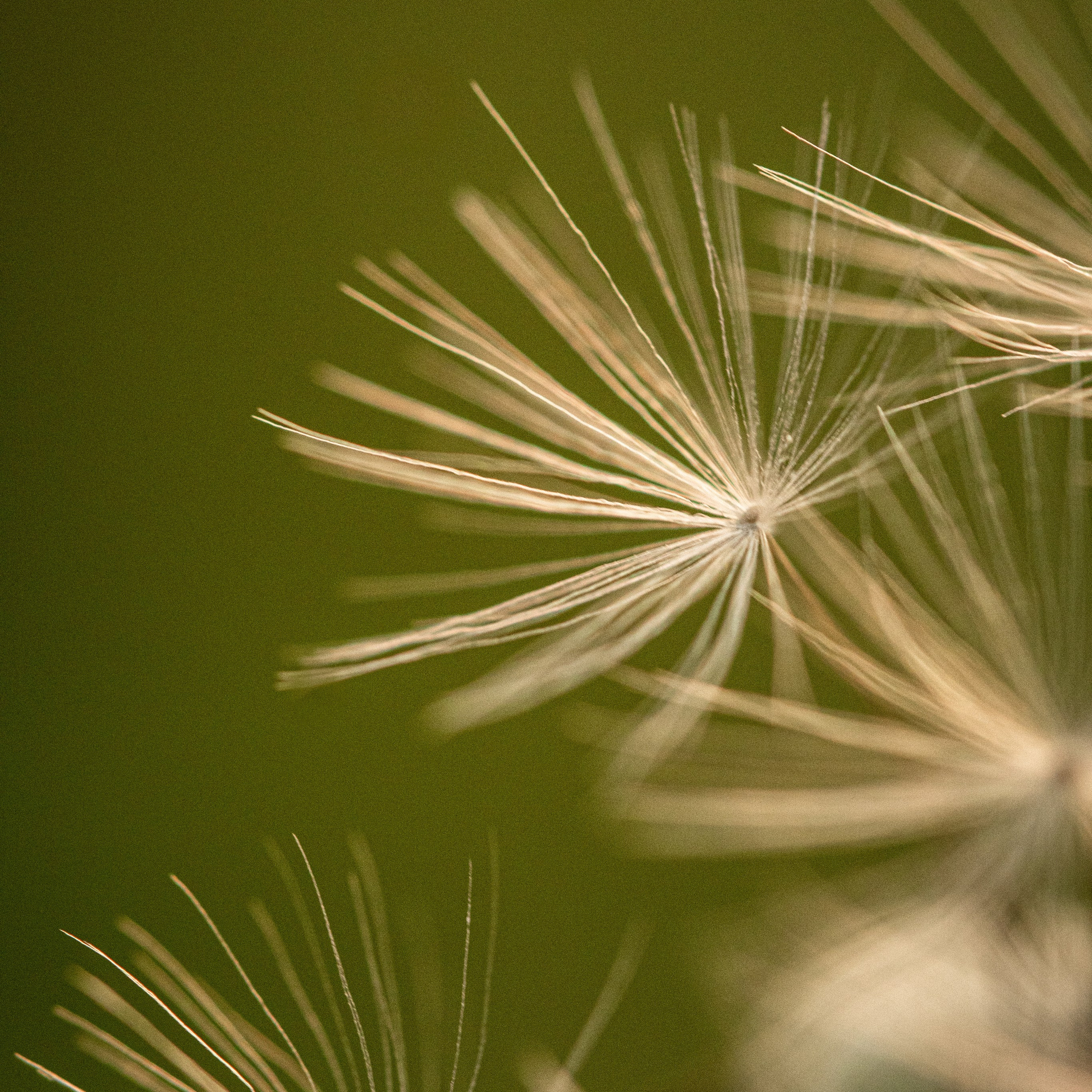 dandelion macro