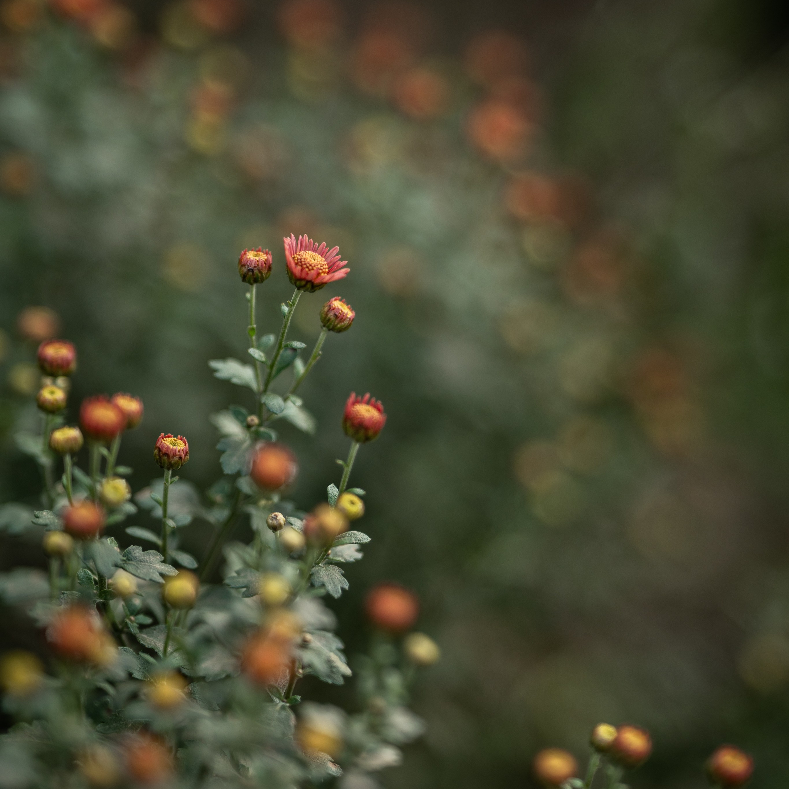 Осенние фото обои. Портретный и семейный фотограф во Владивостоке Светлана Мухильченко