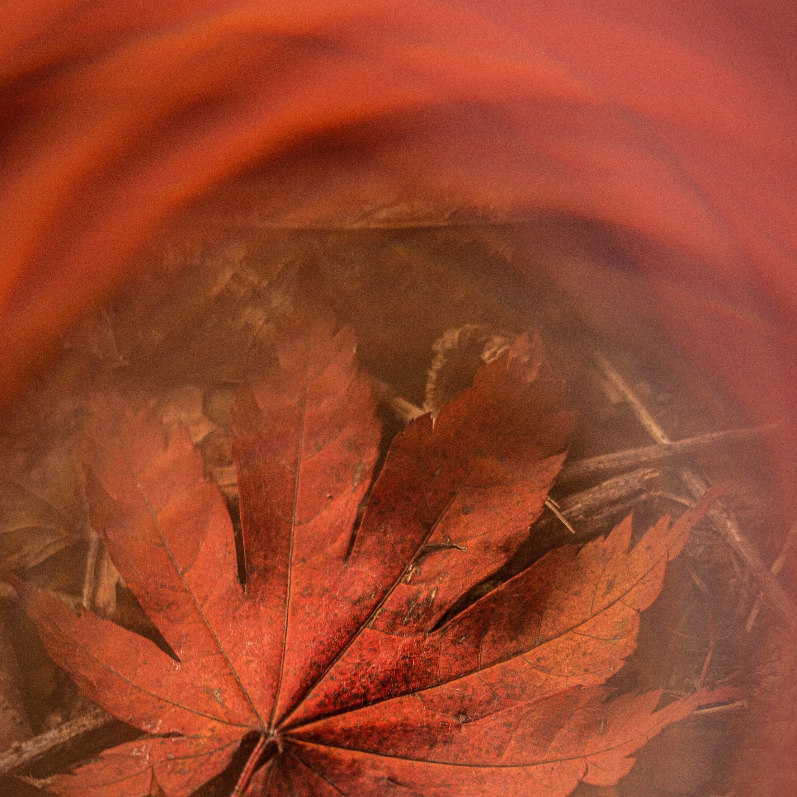 кленовый красный лист