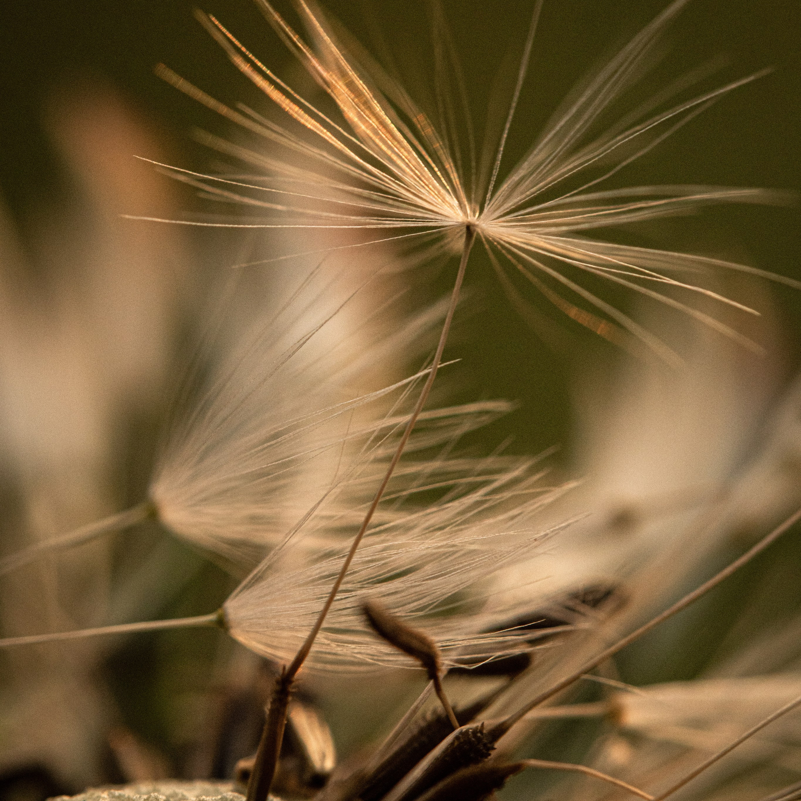 облетевший одуванчик в закатном  солнце макро