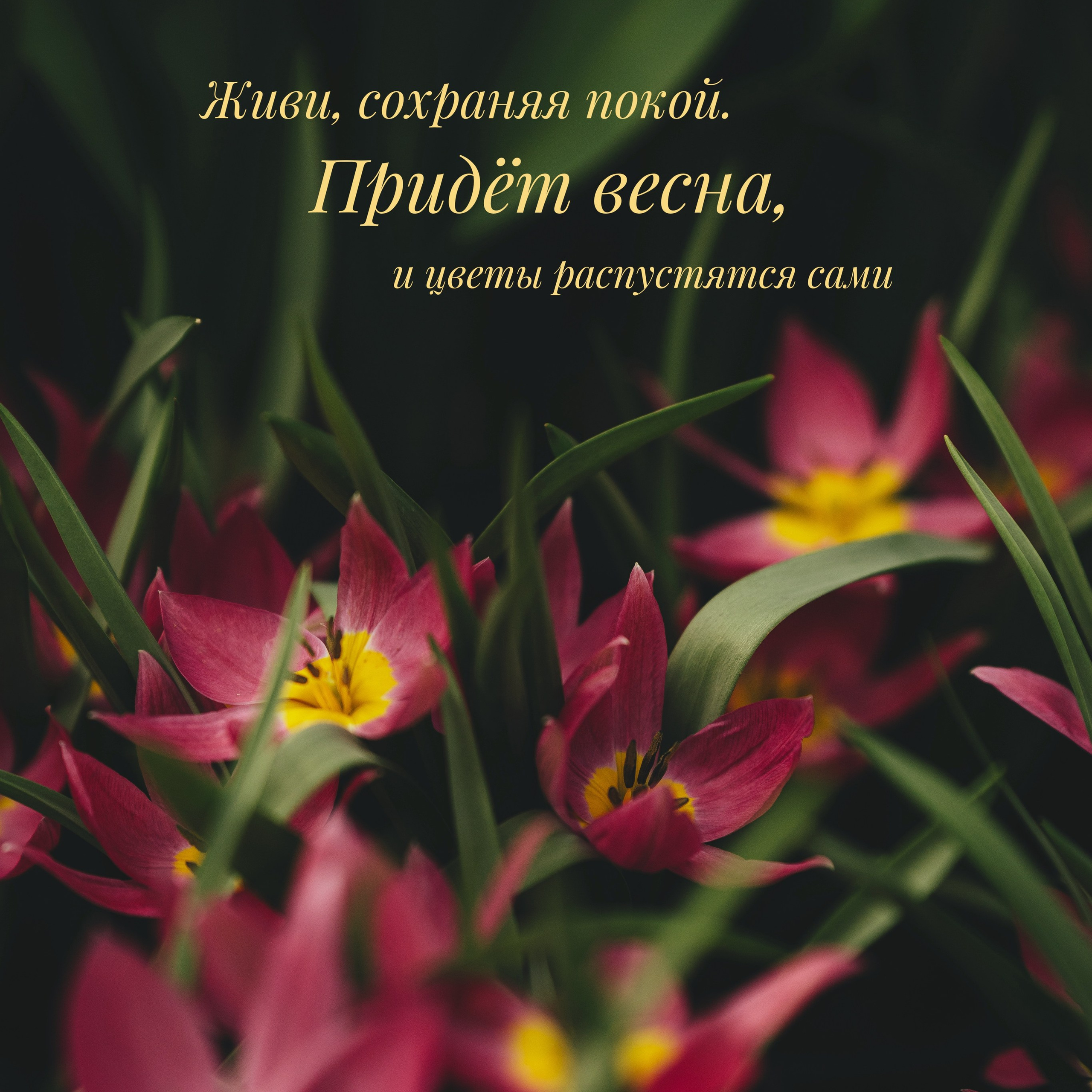 Весенние цветы