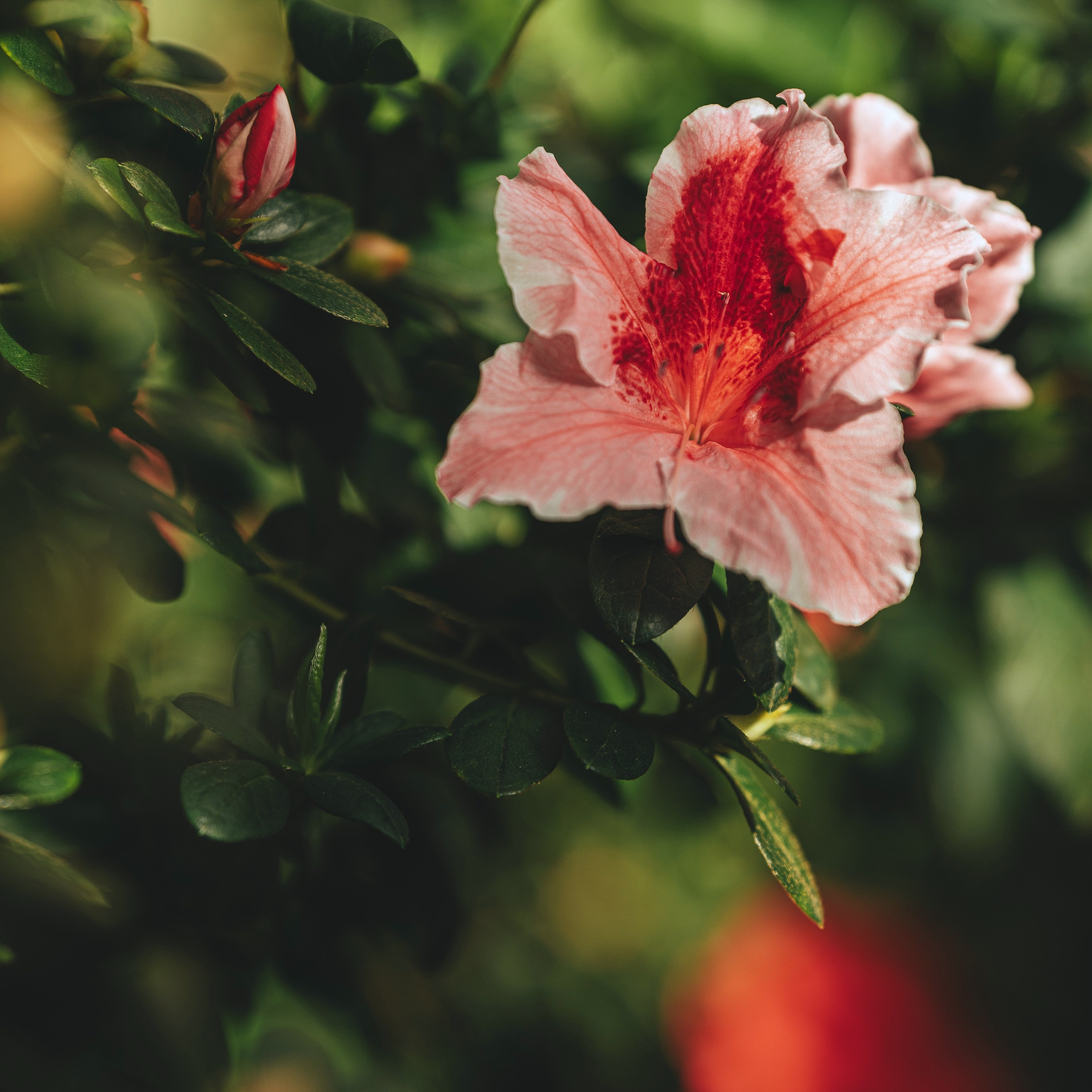 Весеннее настроение. Портретный и семейный фотограф во Владивостоке Светлана Мухильченко