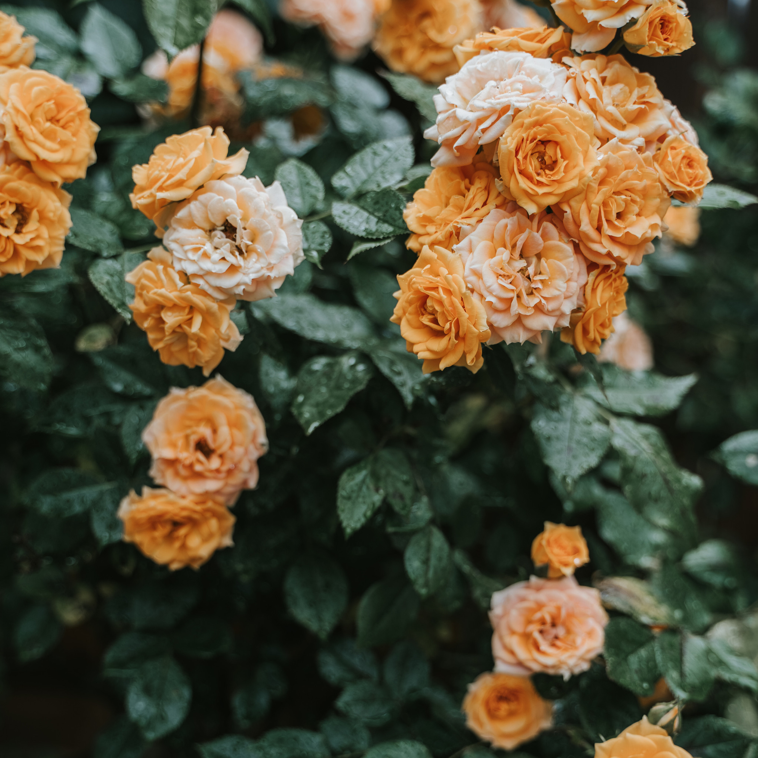 Отзывы. Творческий фотограф взрослых и детей в Москве Анна Блифернец