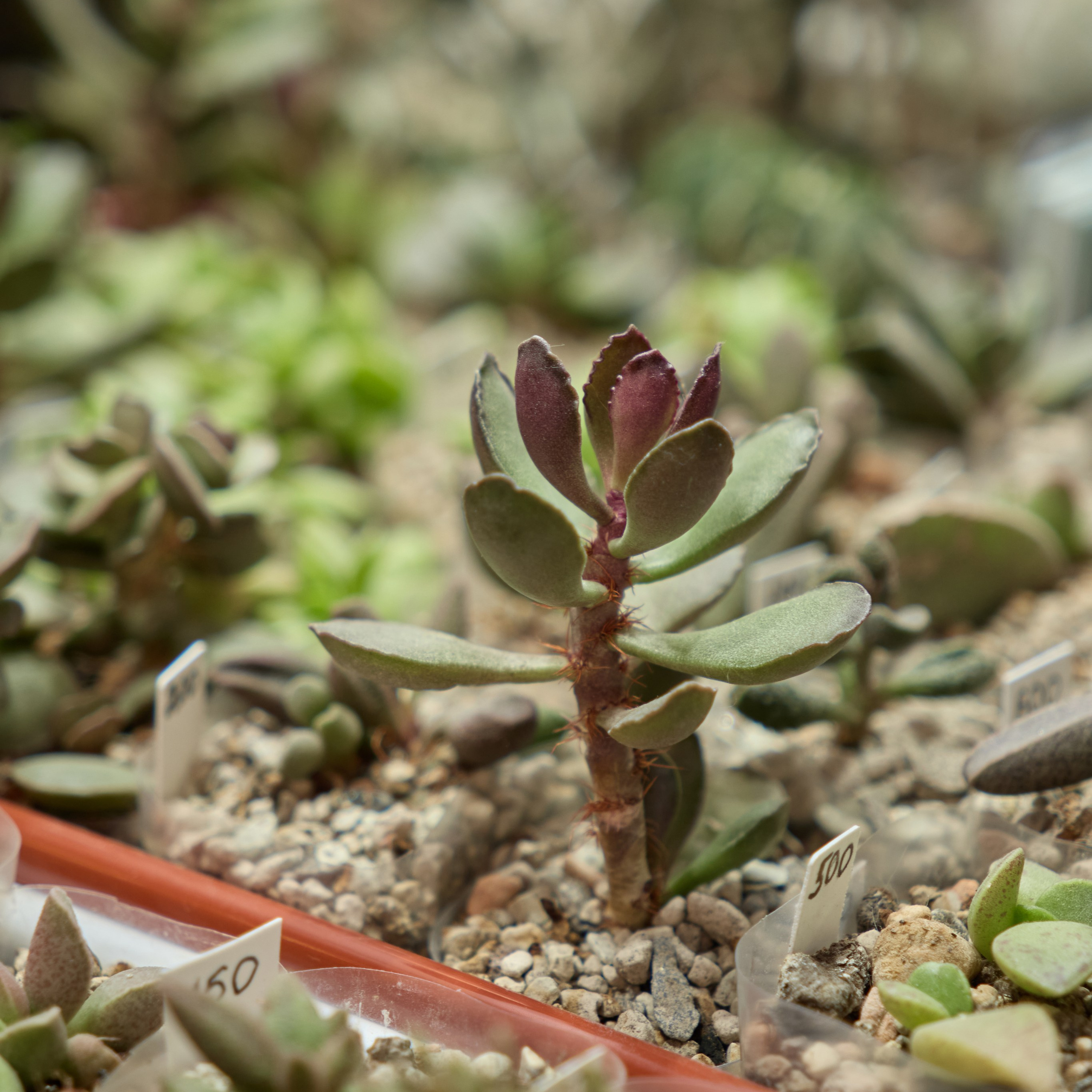 Цветочная ярмарка