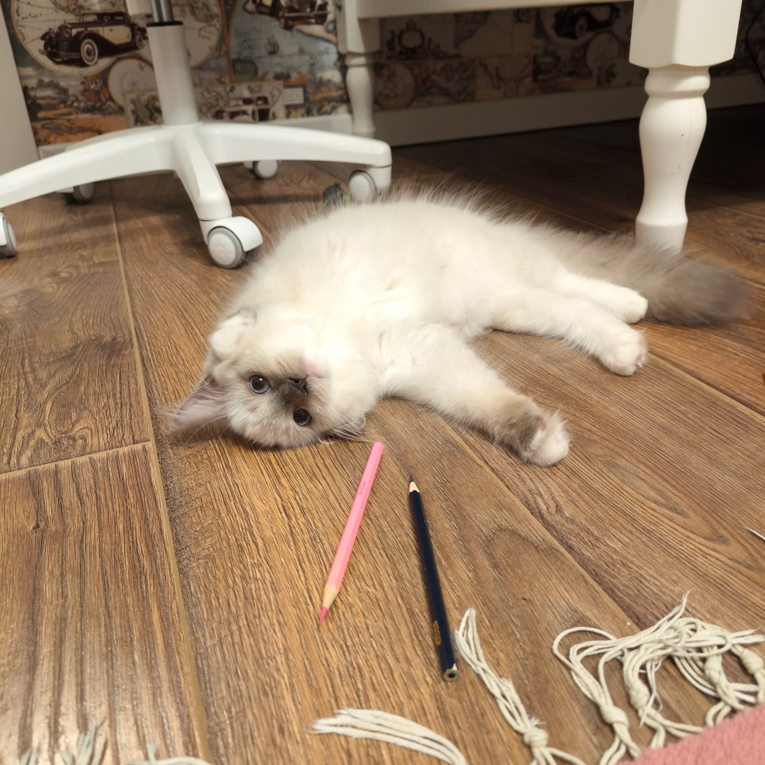 Отзывы о питомнике Loyal Adore. Питомник рэгдолл Loyal Adore