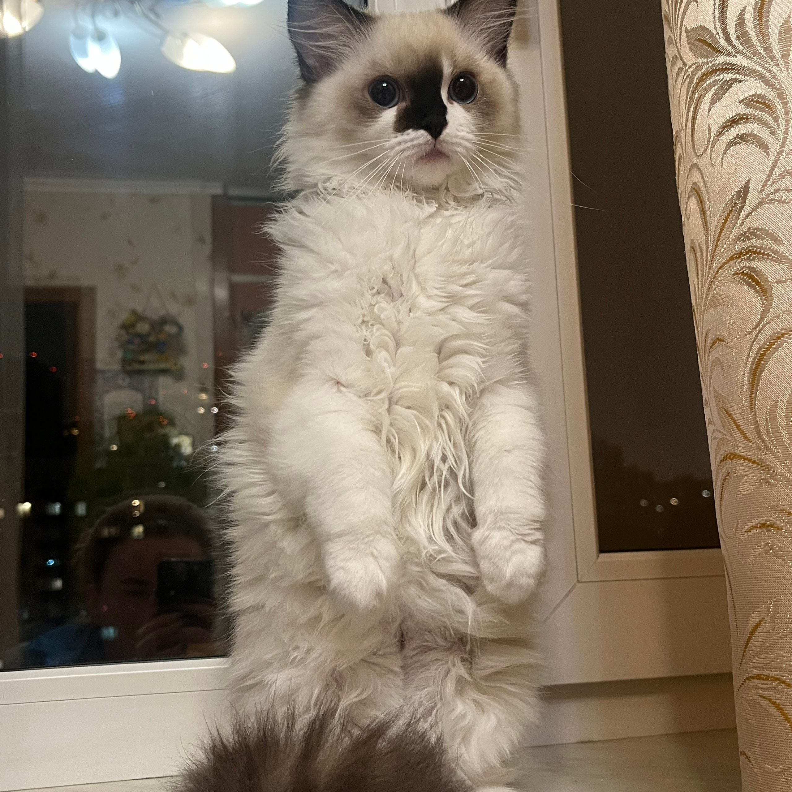 Отзывы о питомнике Loyal Adore. Питомник рэгдолл Loyal Adore