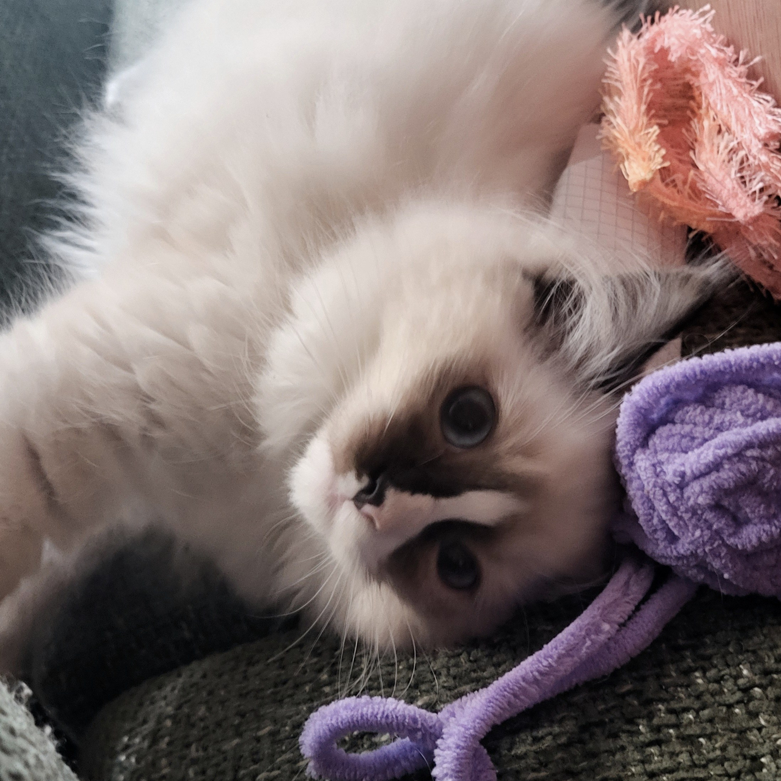 Отзывы о питомнике Loyal Adore. Питомник рэгдолл Loyal Adore