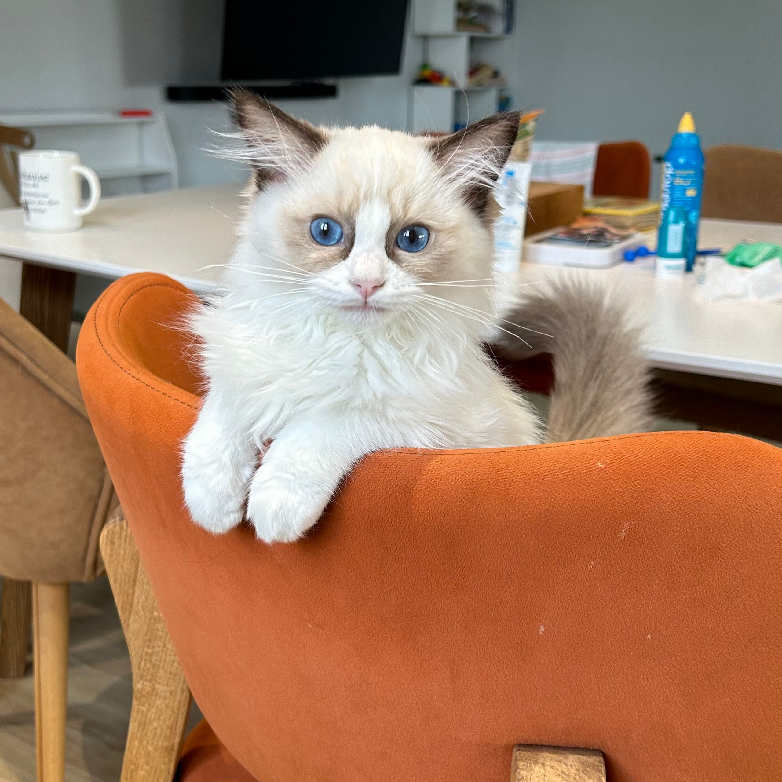 Отзывы о питомнике Loyal Adore. Питомник рэгдолл Loyal Adore