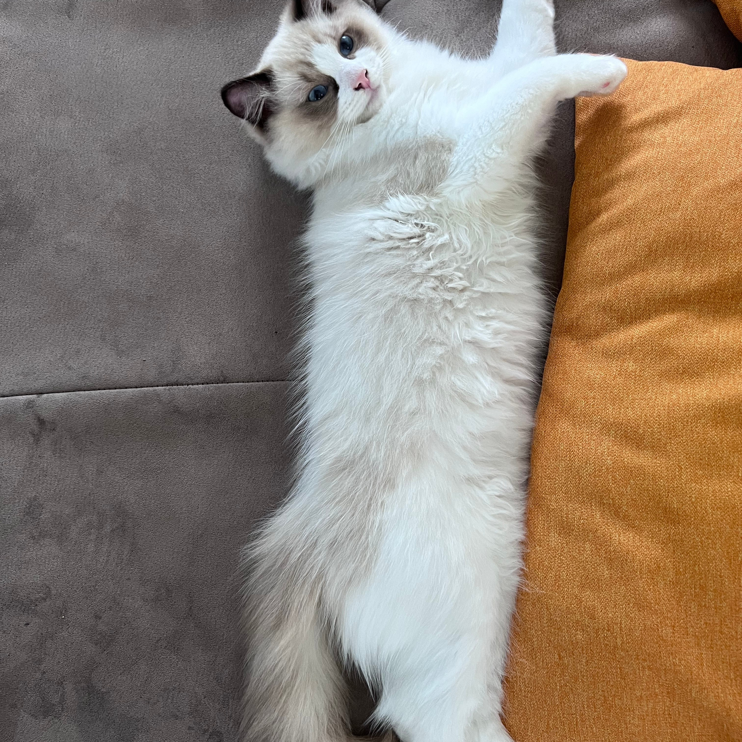 Отзывы о питомнике Loyal Adore. Питомник рэгдолл Loyal Adore