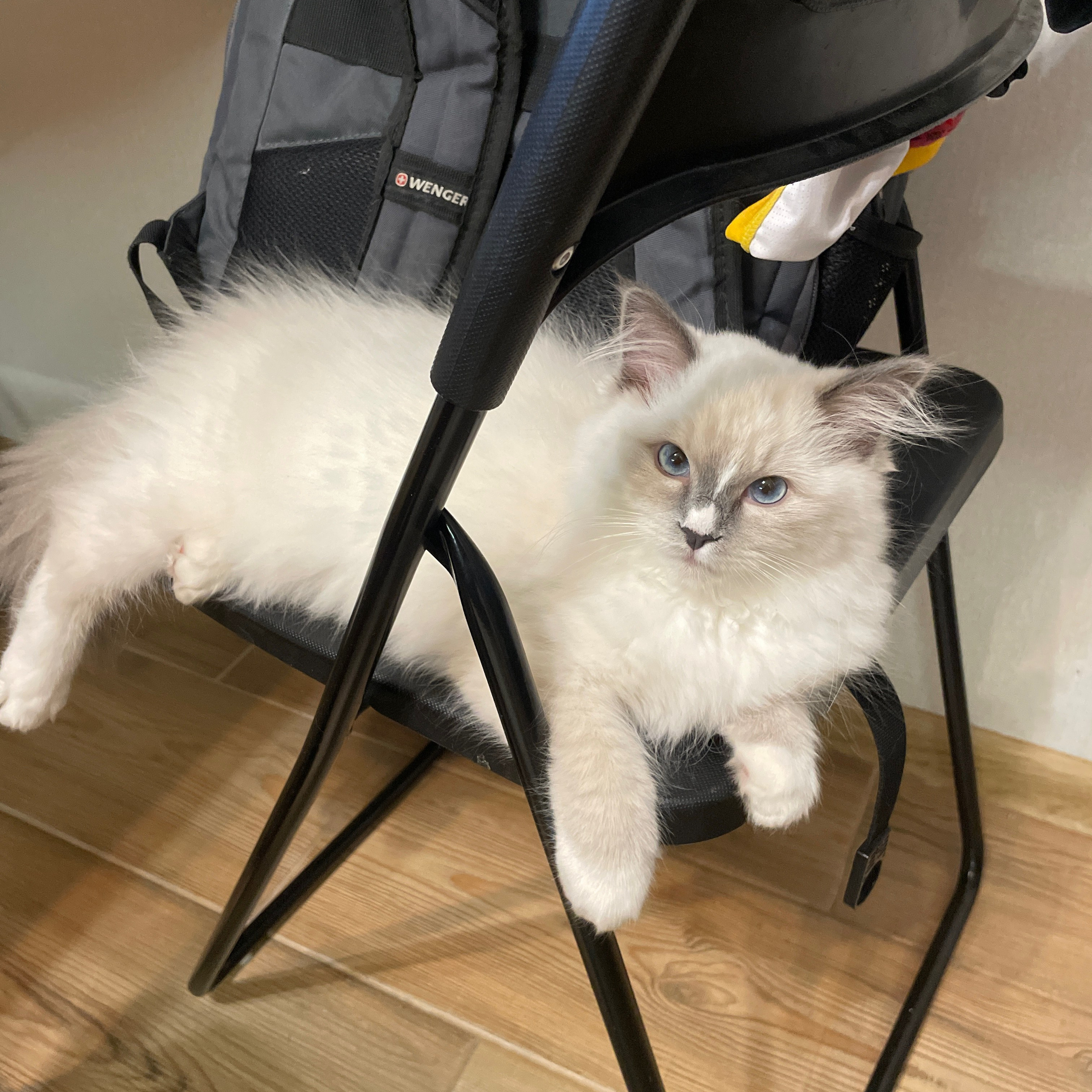 Отзывы о питомнике Loyal Adore. Питомник рэгдолл Loyal Adore