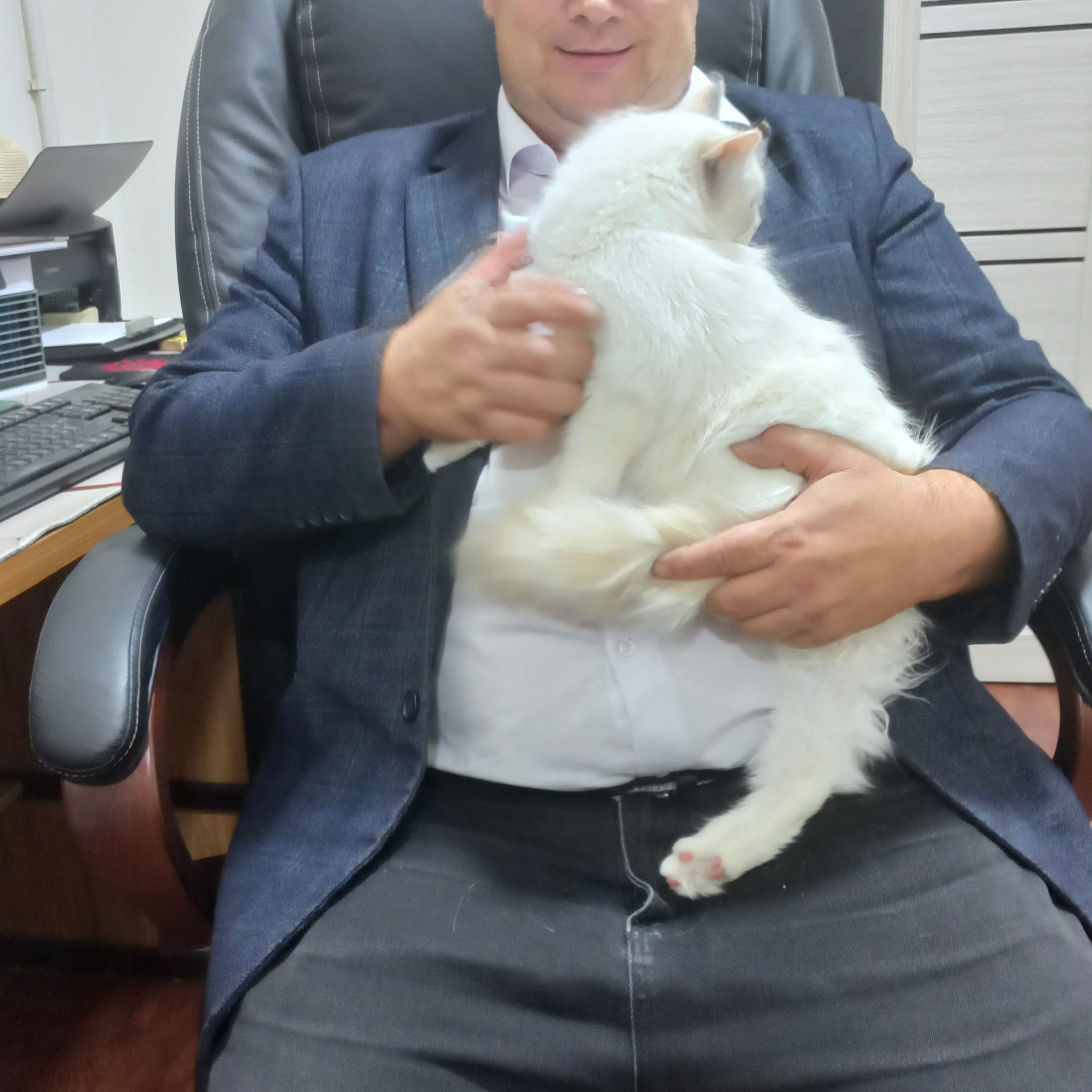 Отзывы о питомнике Loyal Adore. Питомник рэгдолл Loyal Adore