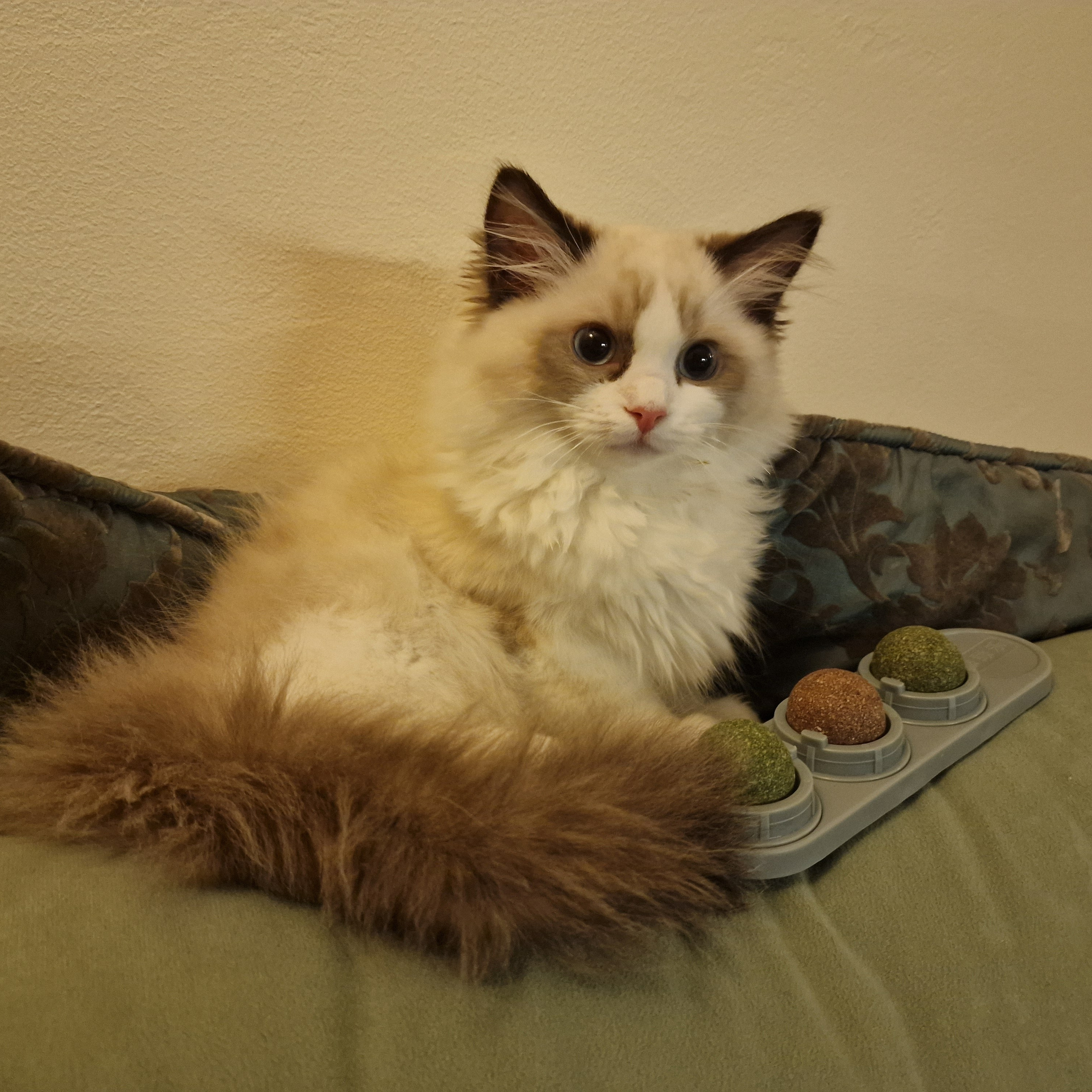 Отзывы о питомнике Loyal Adore. Питомник рэгдолл Loyal Adore