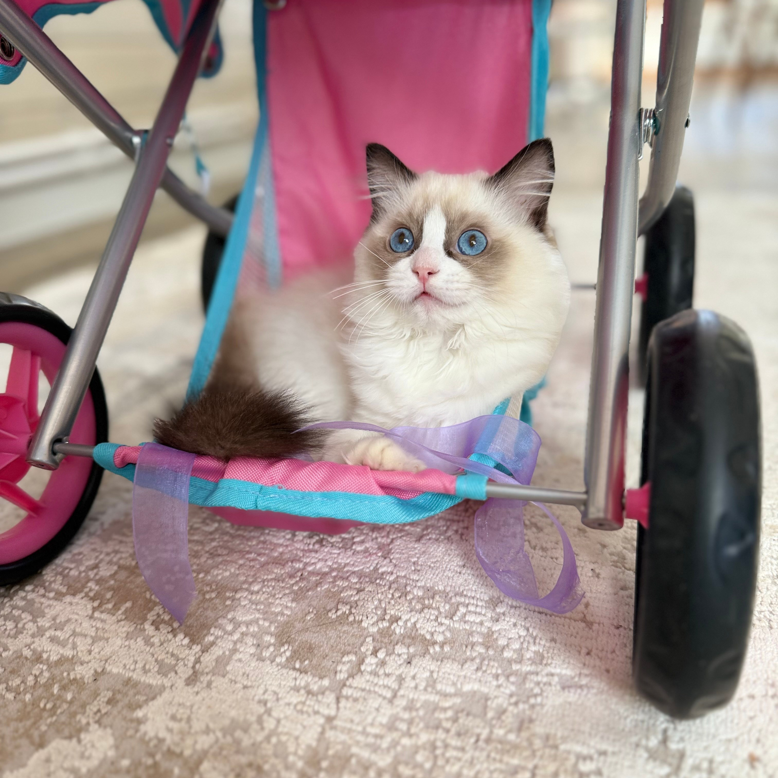 Отзывы о питомнике Loyal Adore. Питомник рэгдолл Loyal Adore