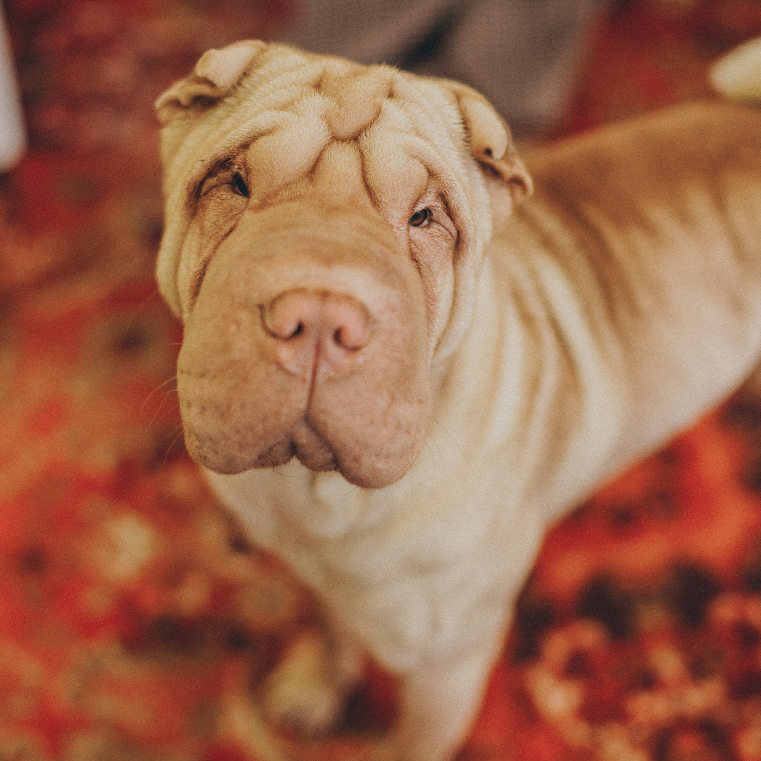 Отзывы. Семейный фотограф в Санкт-Петербурге Любовь Савкина