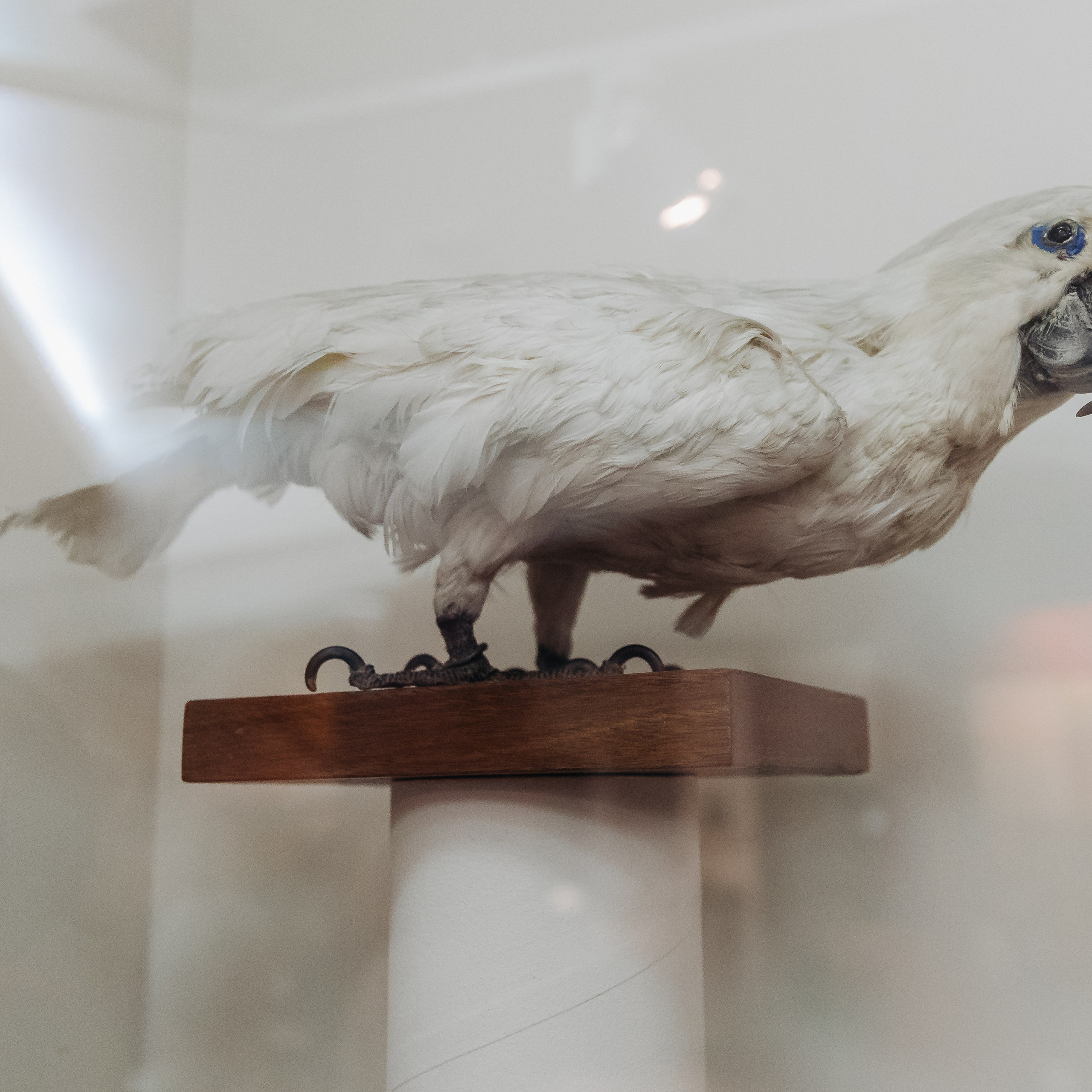 Всероссийская Олимпиада Мой первый учитель. Галерея ПрофАС