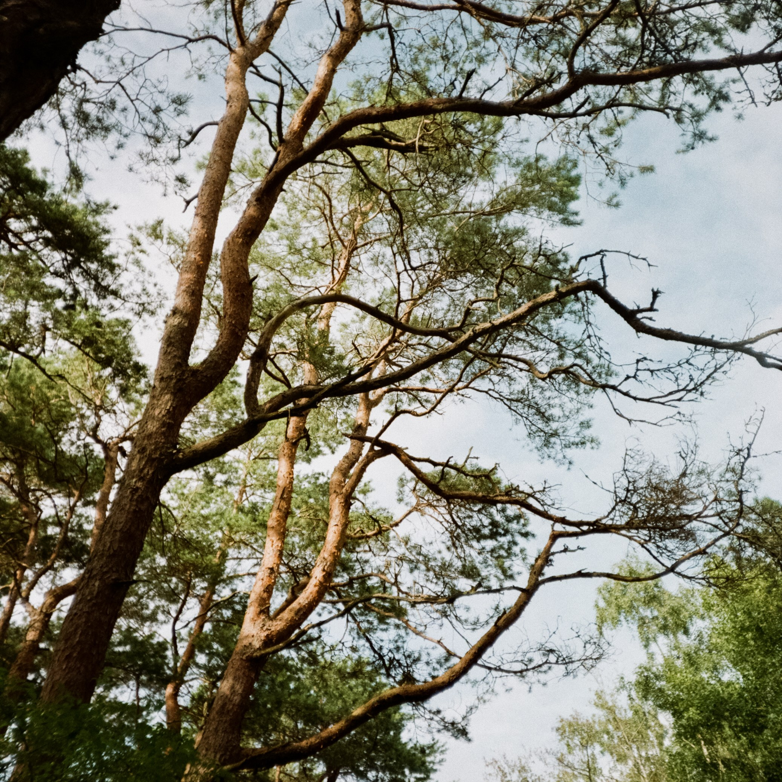 Куршская коса. Море и дюны. Фотограф-документалист Мария Осокина