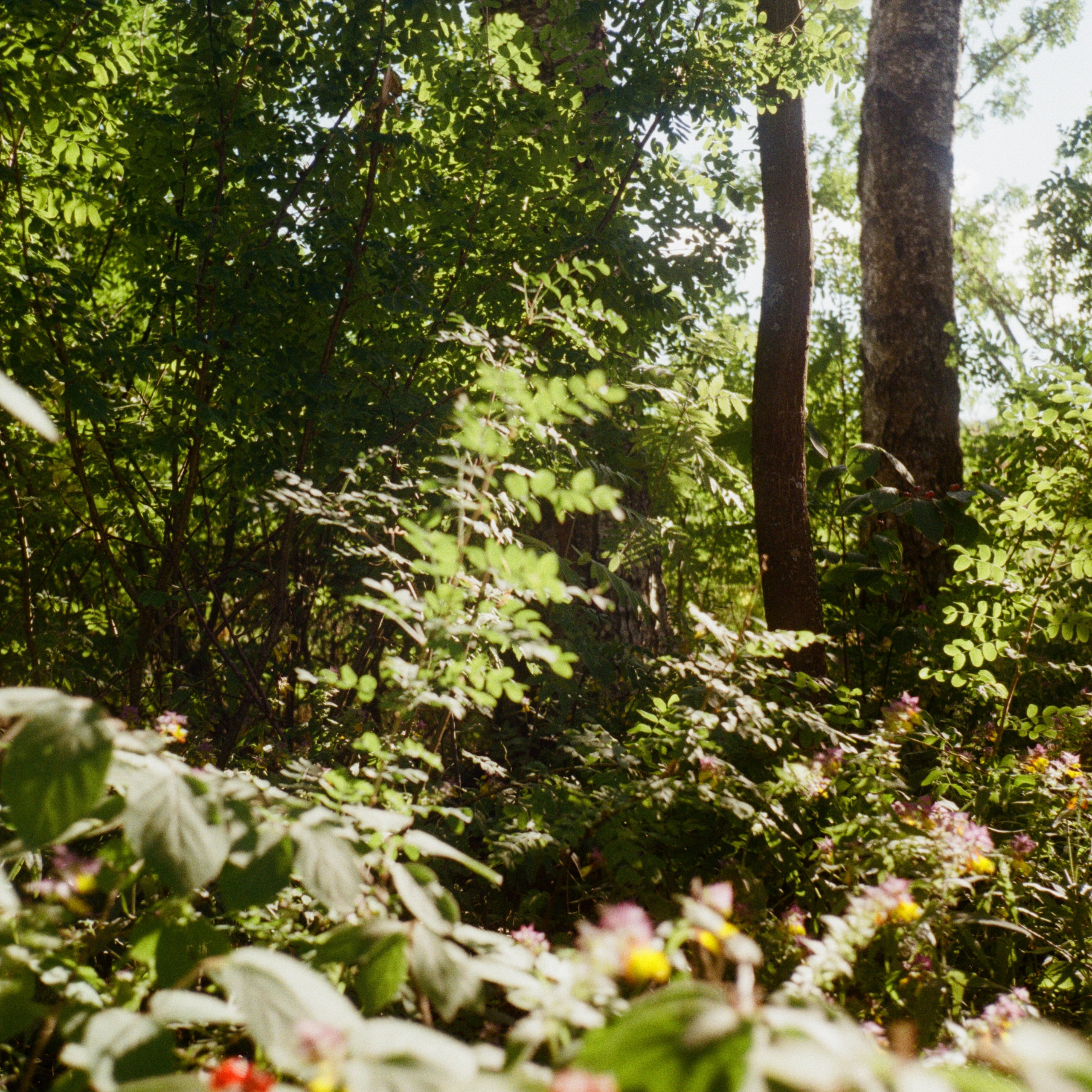 Тихая Заводь. Golden hour