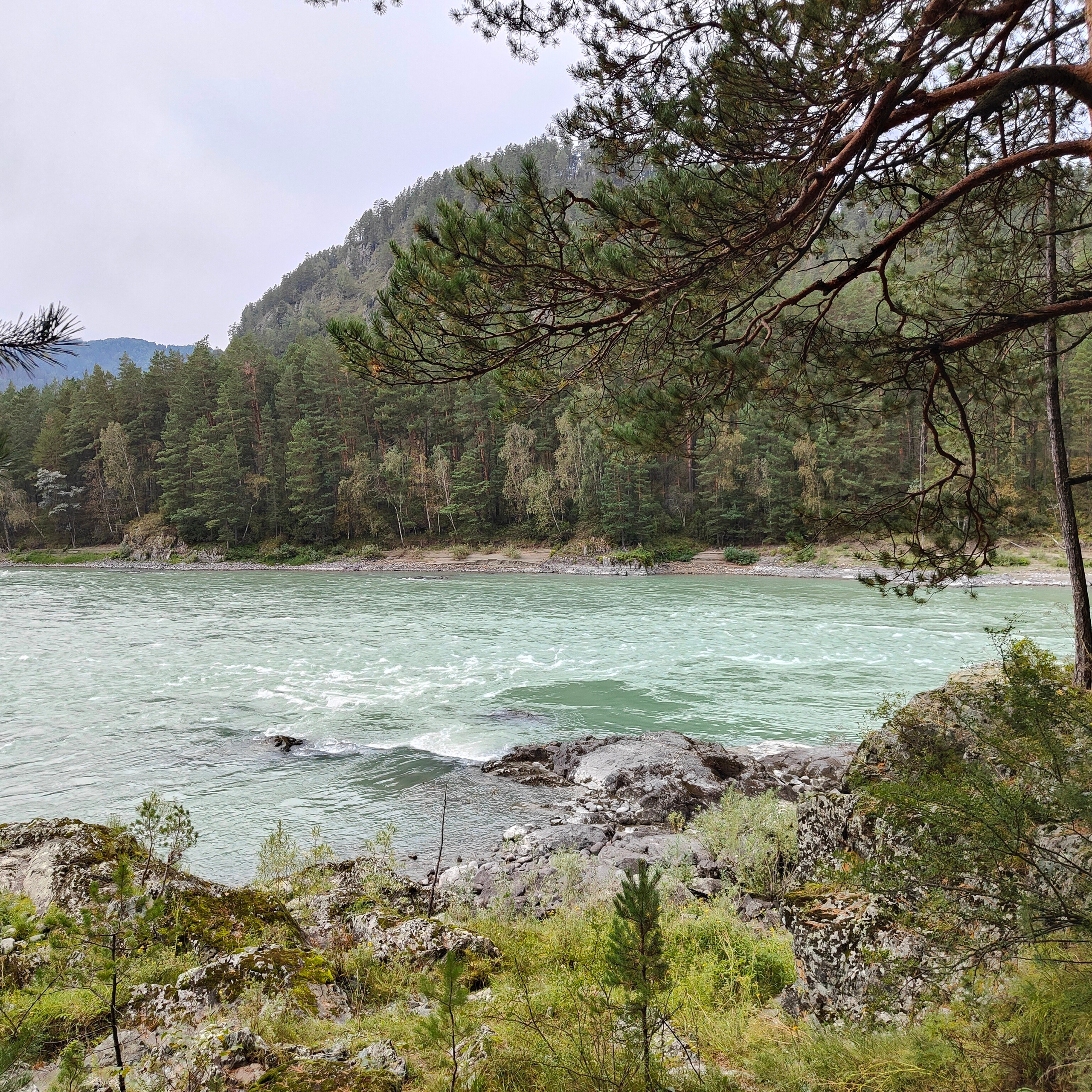 Панорамы Катуни и река Сема в Ботаническом саду. Фотограф-документалист Мария Осокина
